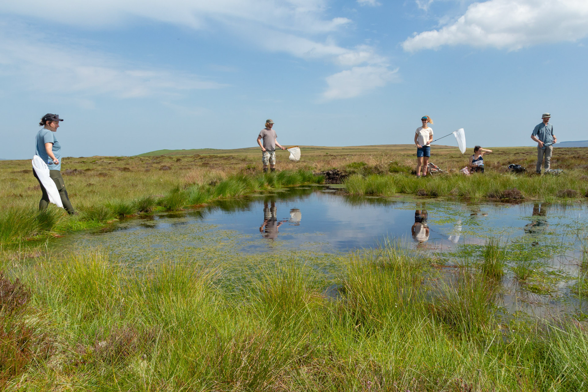 RSPB staff members and volunteers trying to catch dragonflies whilst conducting a dragonfly survey at pool on North Wales moors. Summer, North Wales, UK.