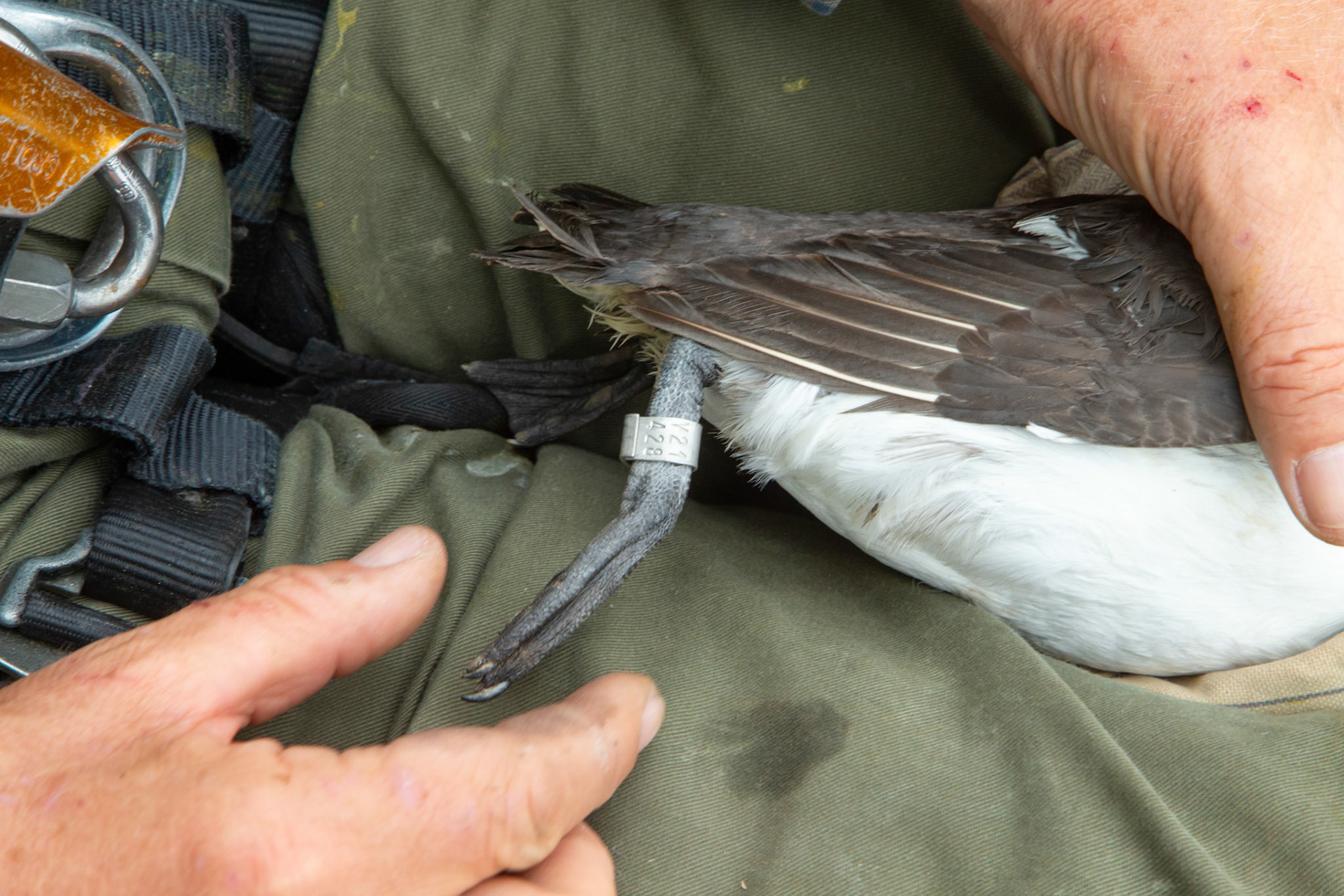 Adult Guillimot with ring being held by RSPB staff. Summer, RSPB South Stack, Wales, UK.