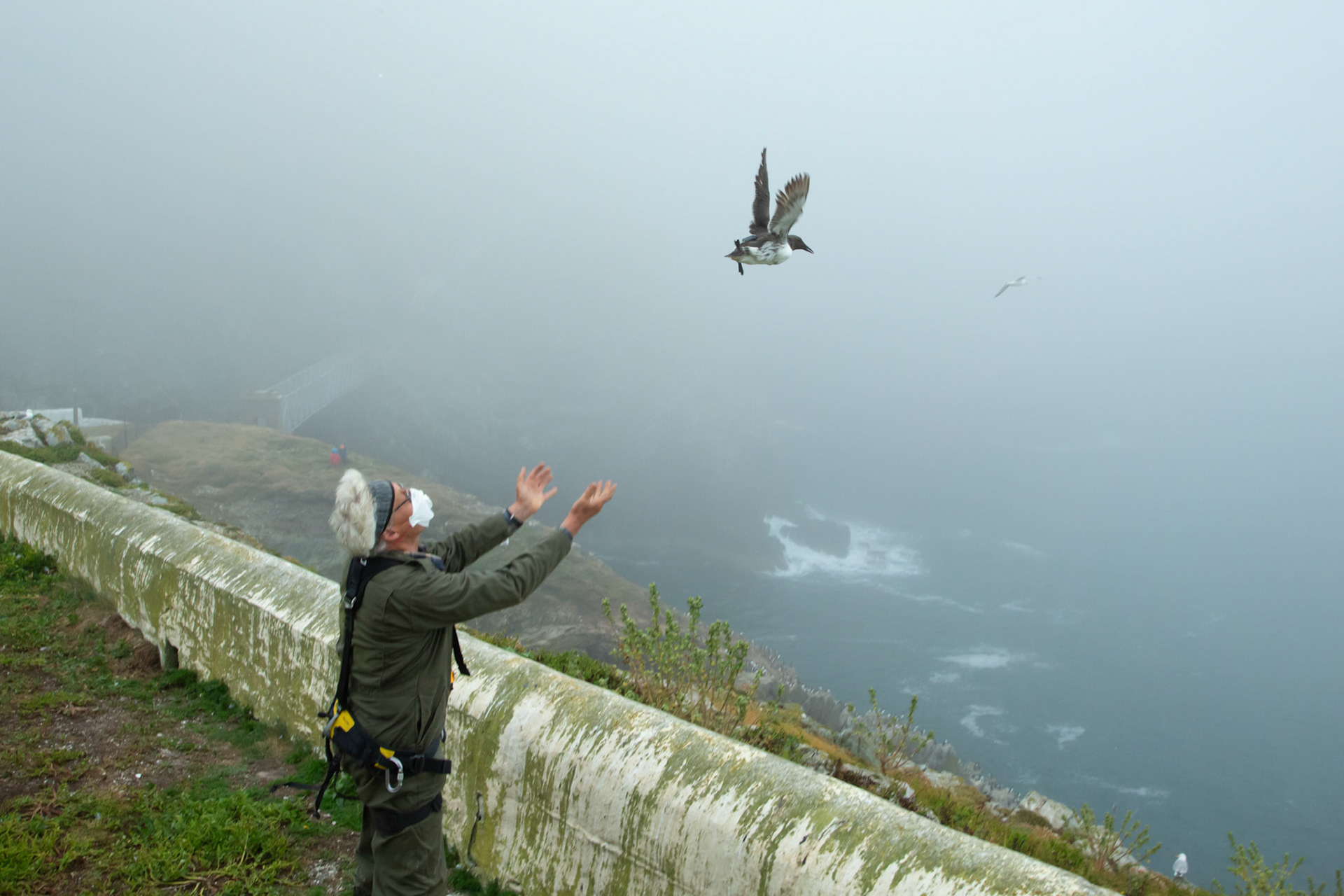 Adult Guillimot, Uria aalge, being released after tagging by RSPB staff member. Summer, RSPB South Stack, Wales, UK.