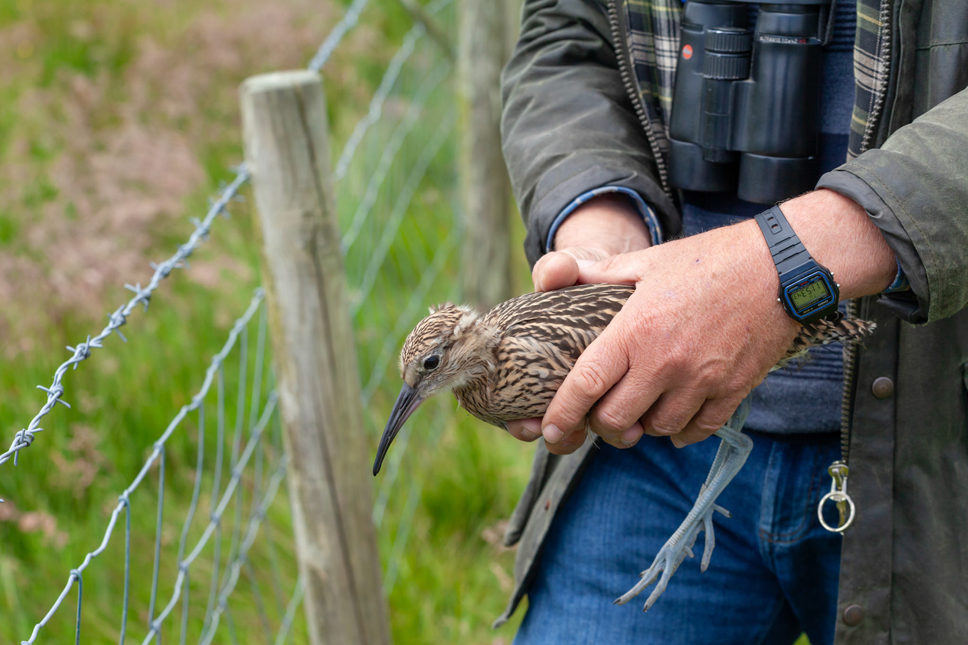 RSPB staff member holding Curlew chick (Numenius arquata), Summer, North Wales, UK.