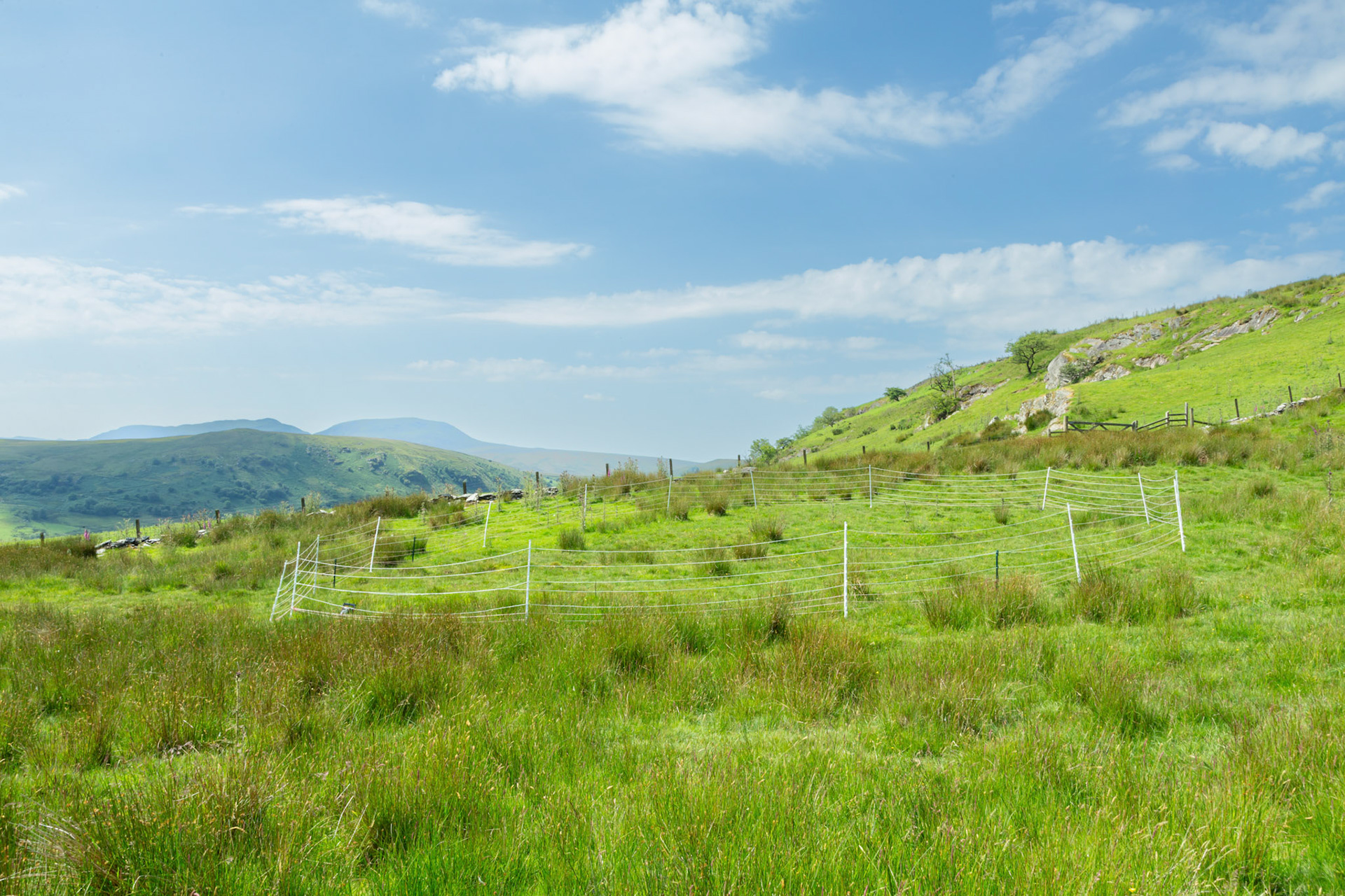 Curlew nest YI 6, taken at ground level, Summer, North Wales, UK.