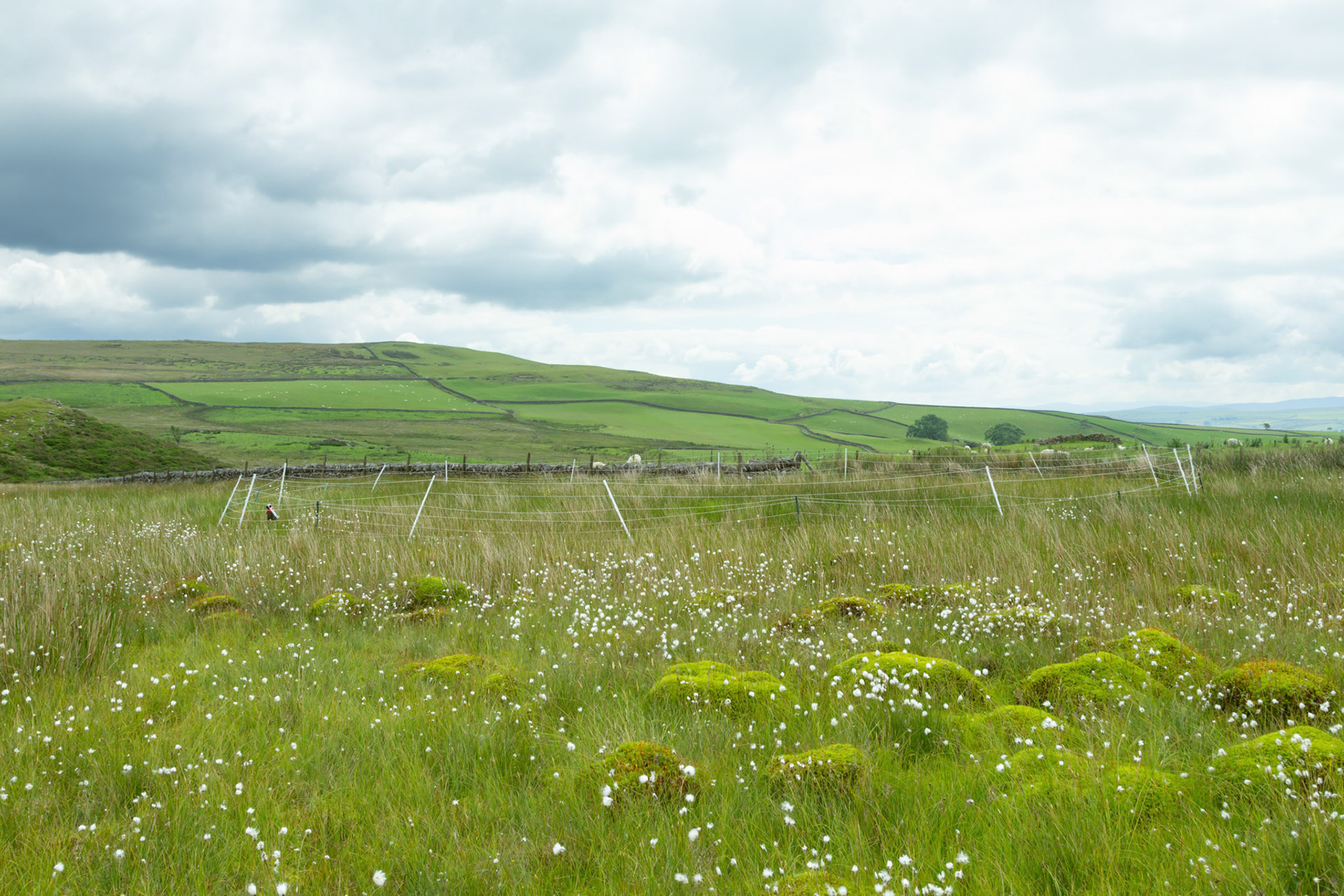 Curlew nest P 4, taken at ground level, Summer, North Wales, UK.