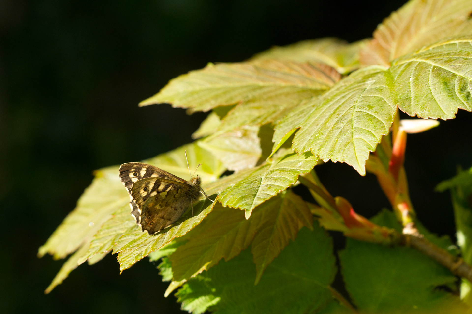 Speckled Wood butterfly, Pararge aegeria, adult, on leaf, Spring, North Wales.