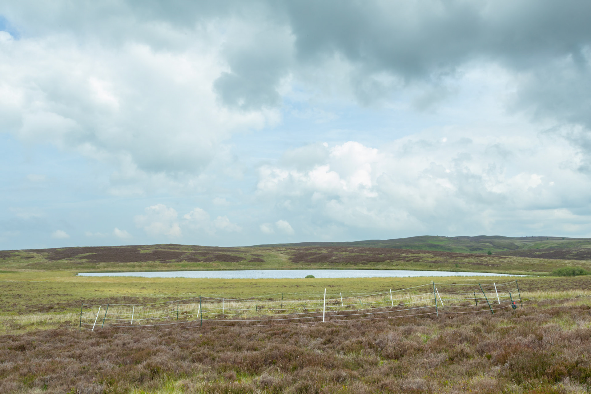 Curlew nest GD 4, taken at ground level, Summer, North Wales, UK.