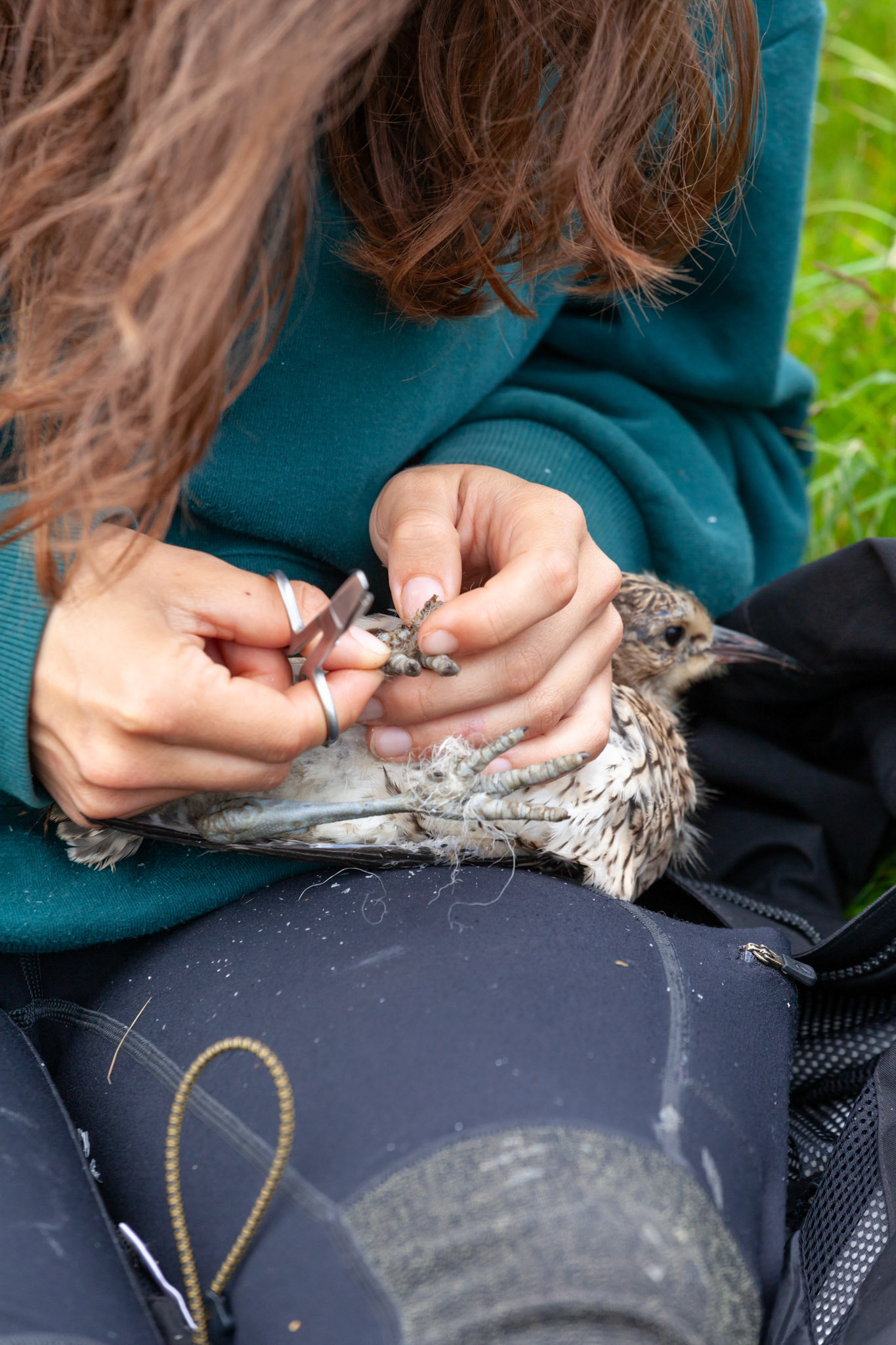 RSPB staff member removing wool from Curlew chicks feet (close-up). Summer, North Wales, UK.