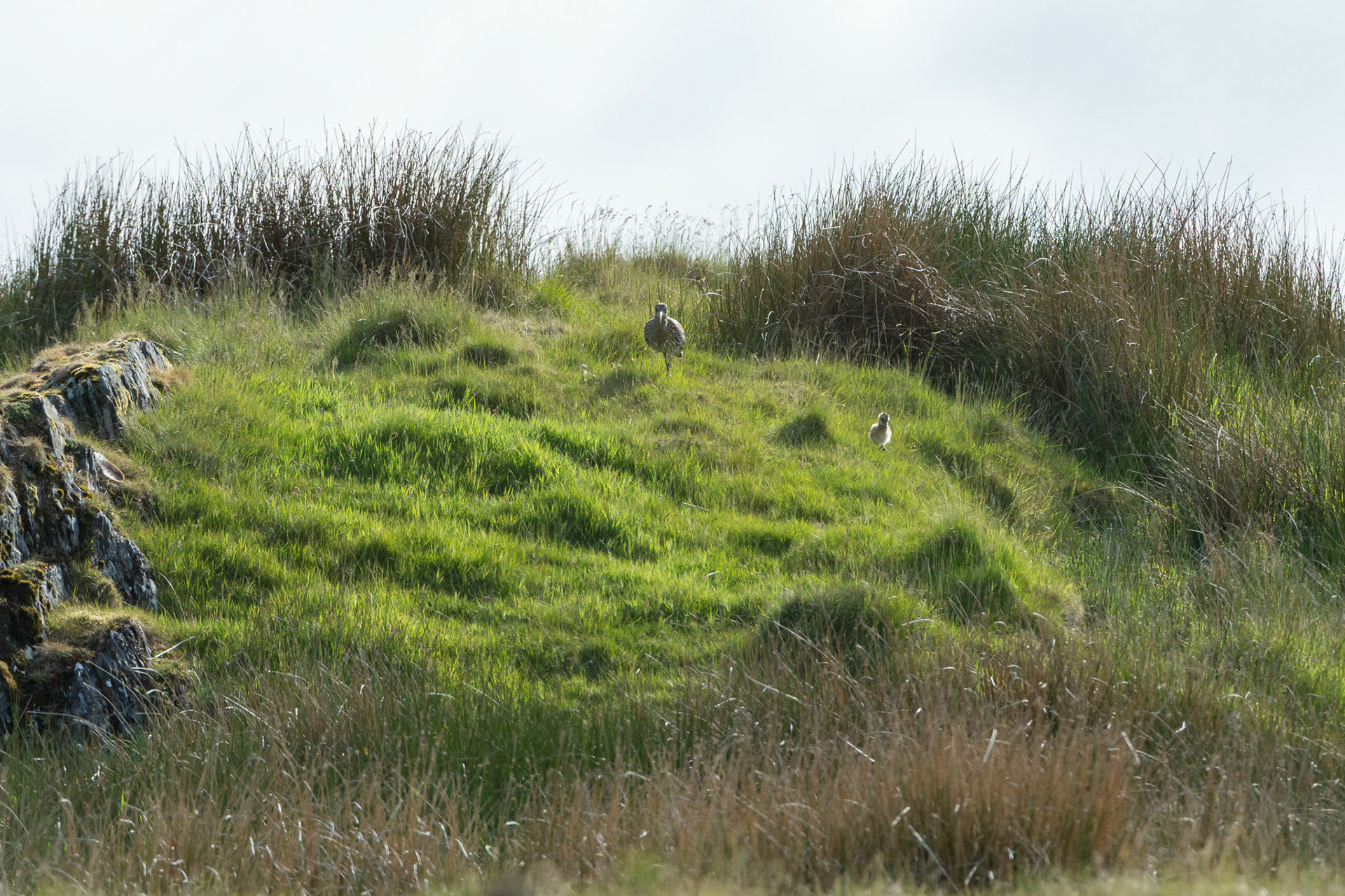 Curlew, Numenius arquata, adult &amp; chick. pair walking among grass. Spring, North Wales, UK.