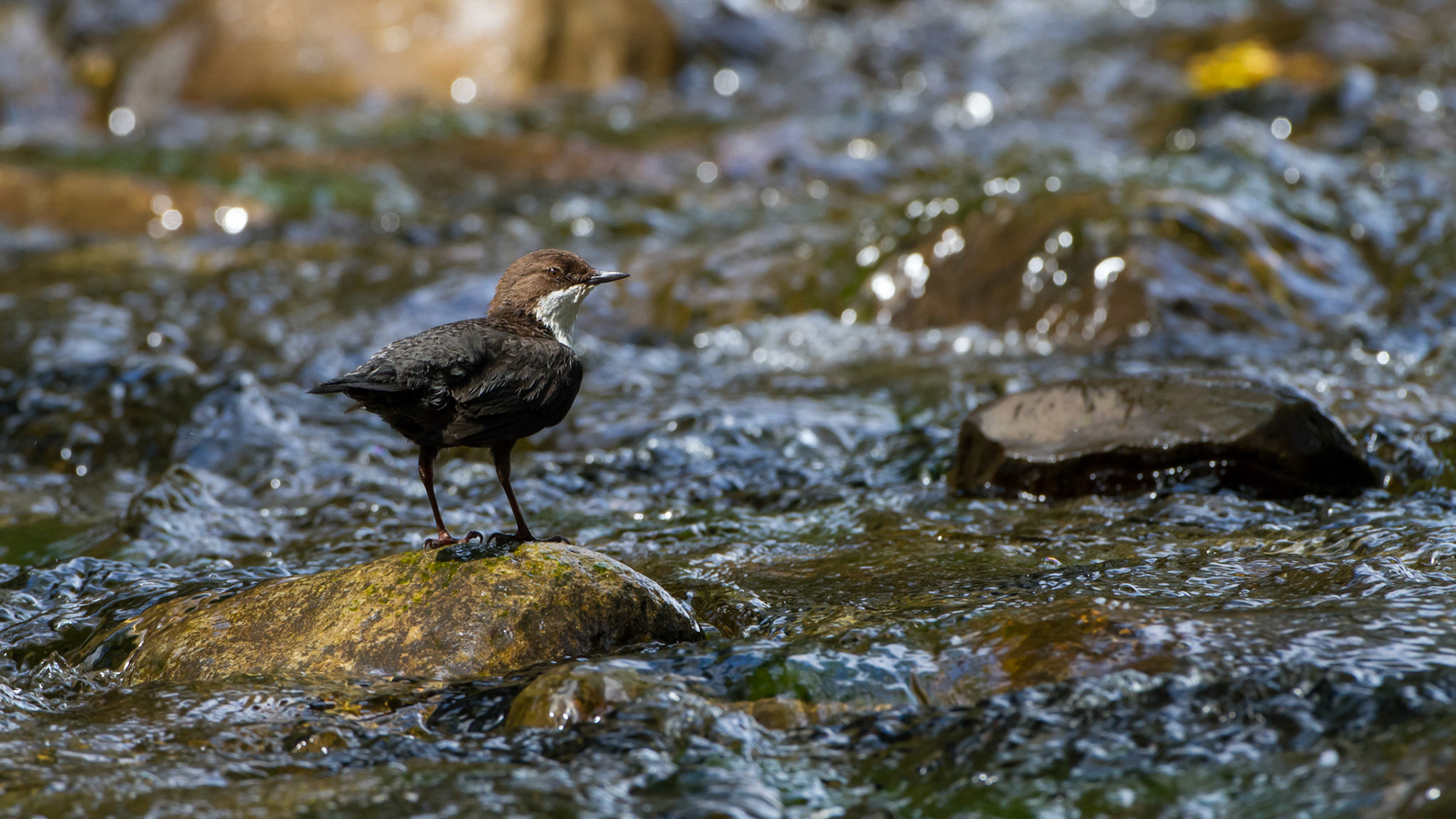 Dipper on sparkling water
