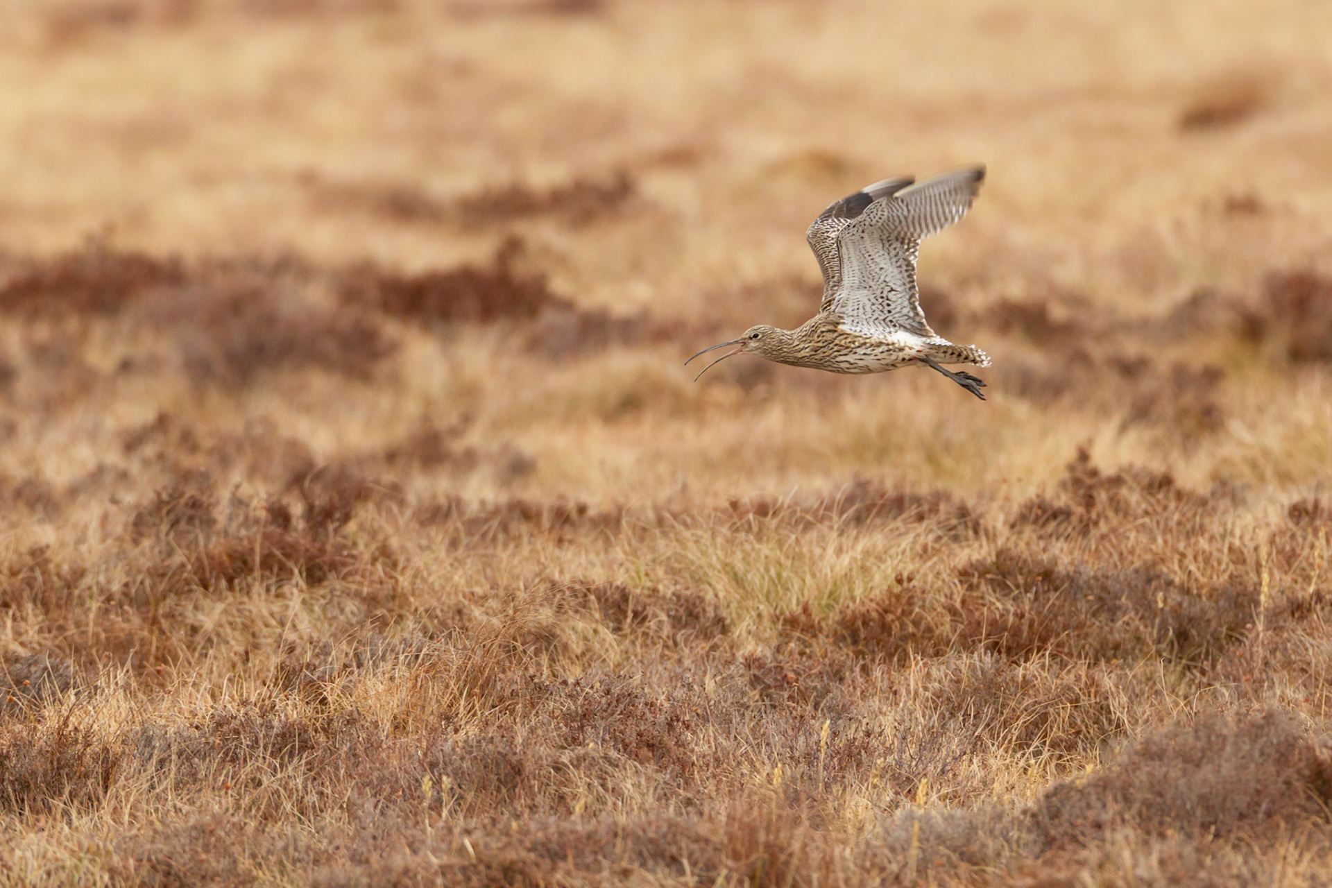 Curlew, Numenius arquata, adult, flying across moor calling. Spring, North Wales, UK.