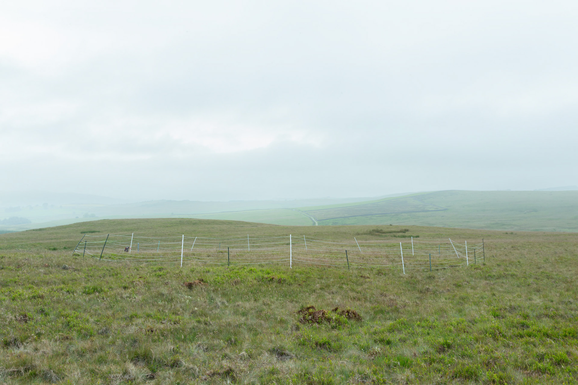 Curlew nest P 7, taken at ground level, Summer, North Wales, UK.