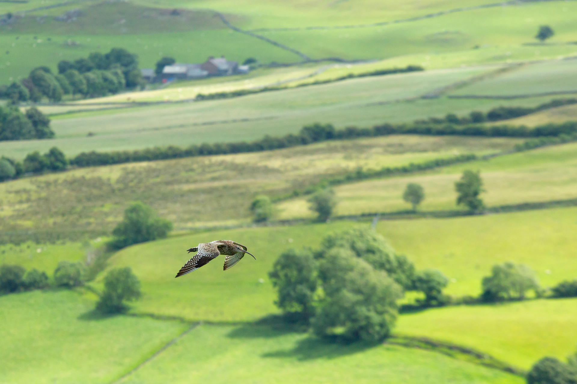 Curlew, Numenius arquata, adult. In flight over meadow with farmland in background. Summer, North Wales, UK.