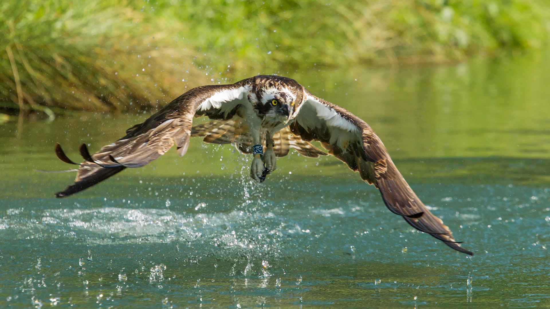 Osprey, Pandion Haliaetus, adult, taking off from water, Summer, Rutland, England, UK