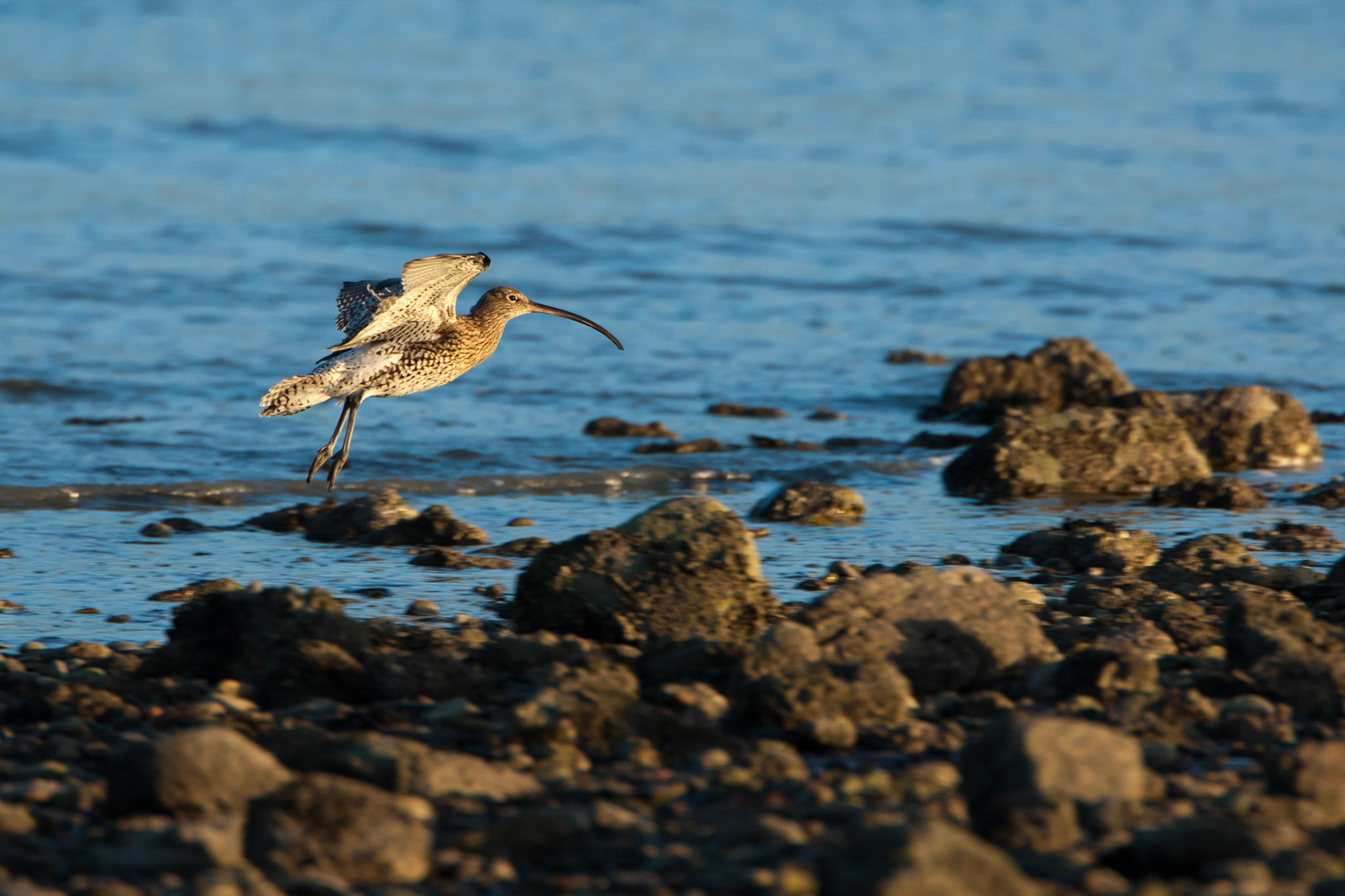 Curlew in flight