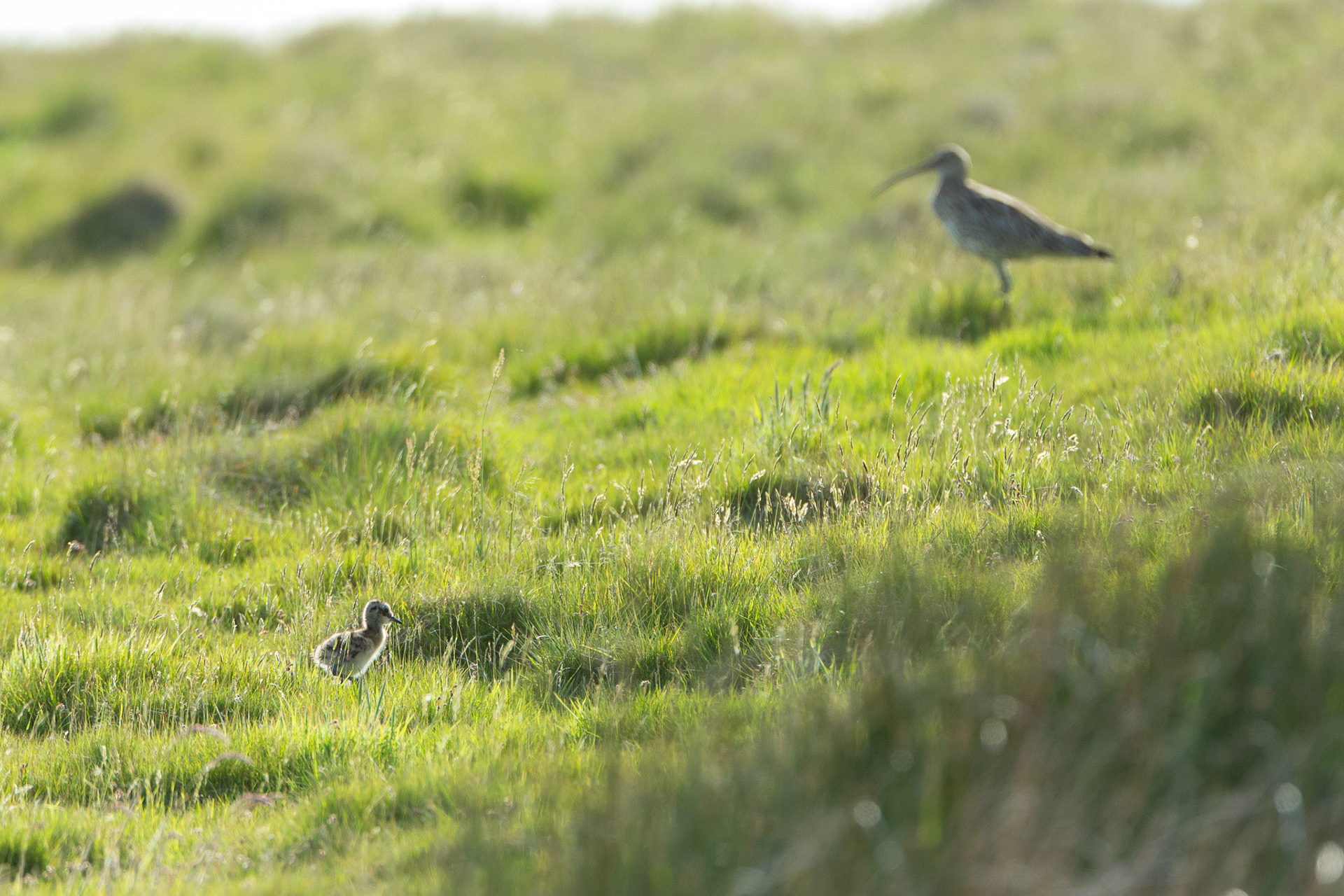 Curlew, Numenius arquata, chick, walking among grass with adult blurred in background. Summer, North Wales, UK.