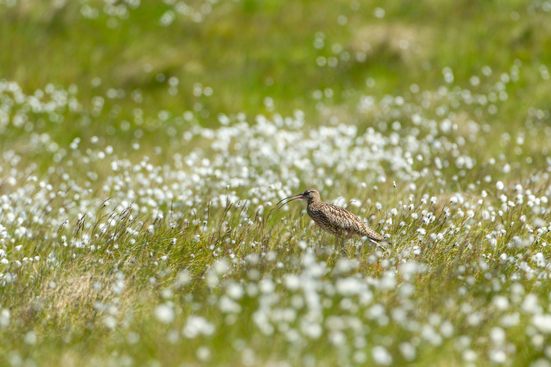 Curlew (Numenius arquata) adult calling in cotton grass. Summer, North Wales, UK.