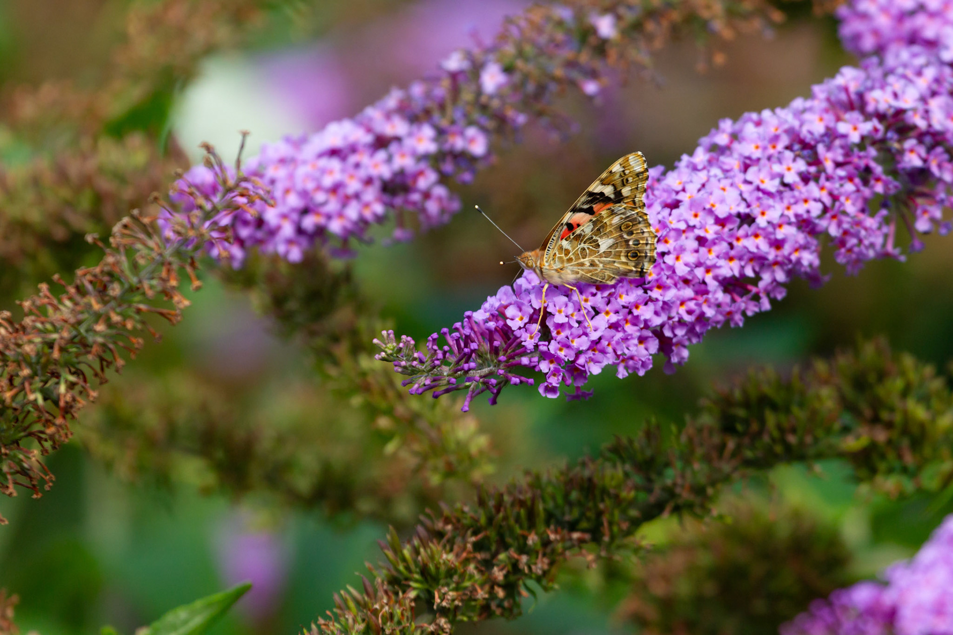 Painted Lady Butterfly, Vanessa cardui, adult, feeding on buddleja. Summer, Wales, UK.