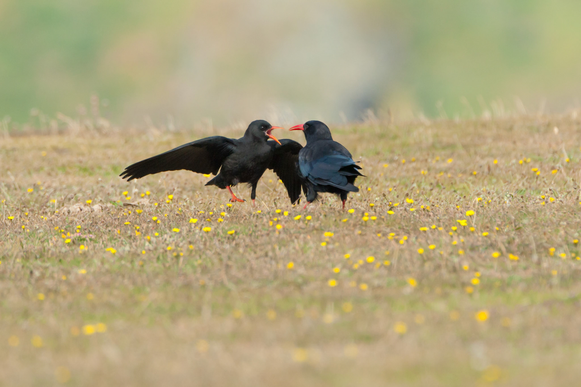 Cough, Pyrrhocorax phrrhocorax, chick begging for food from adult. Summer, Wales, UK.