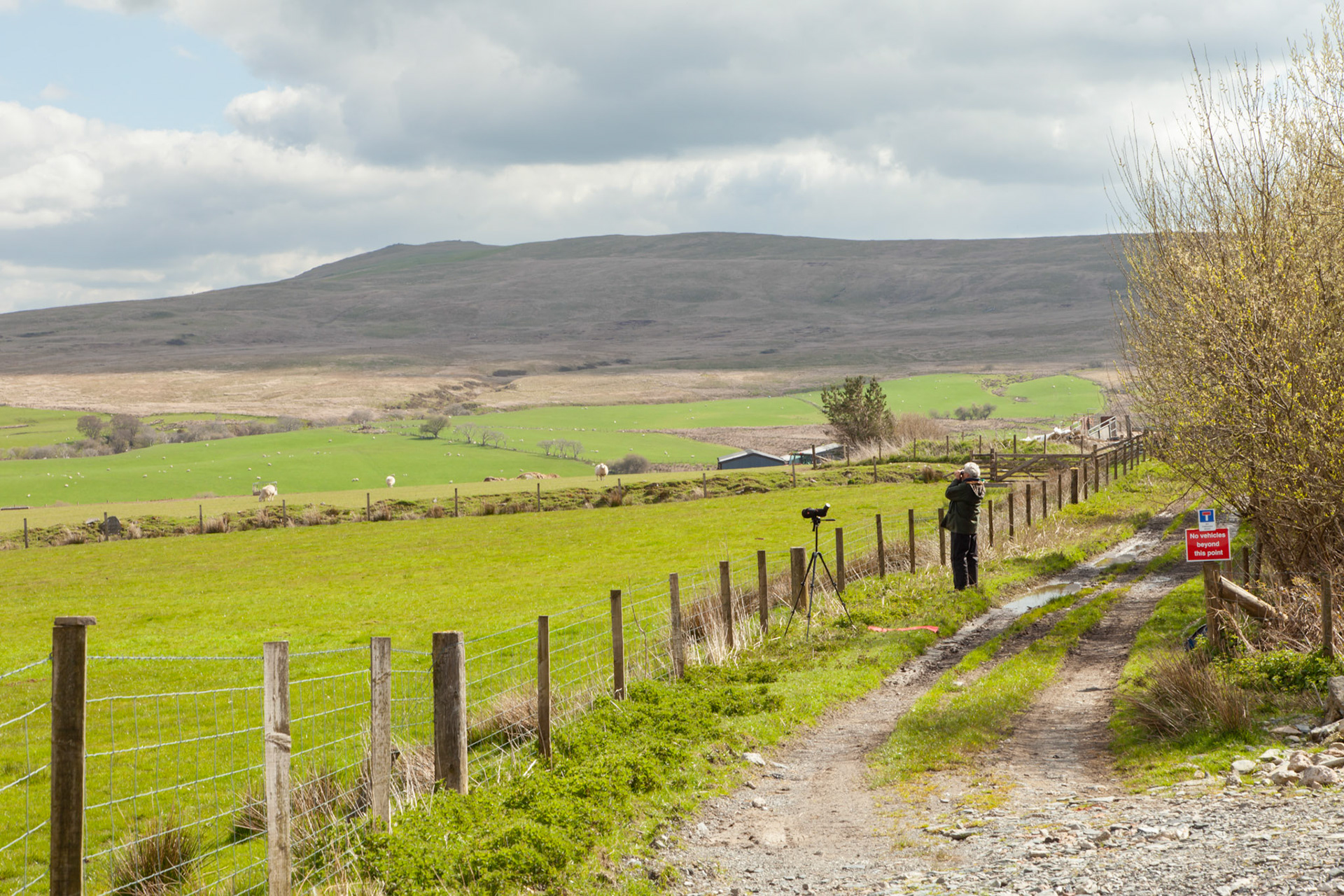 RSPB staff member checking Curlew nest on North Wales moors, Spring, Wales, UK.