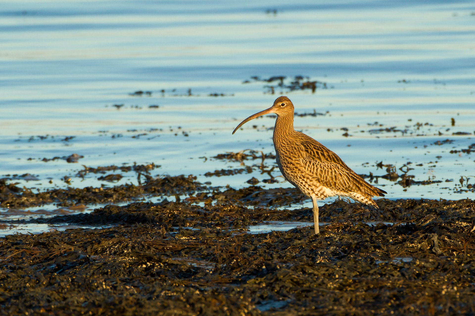 Curlew portrait