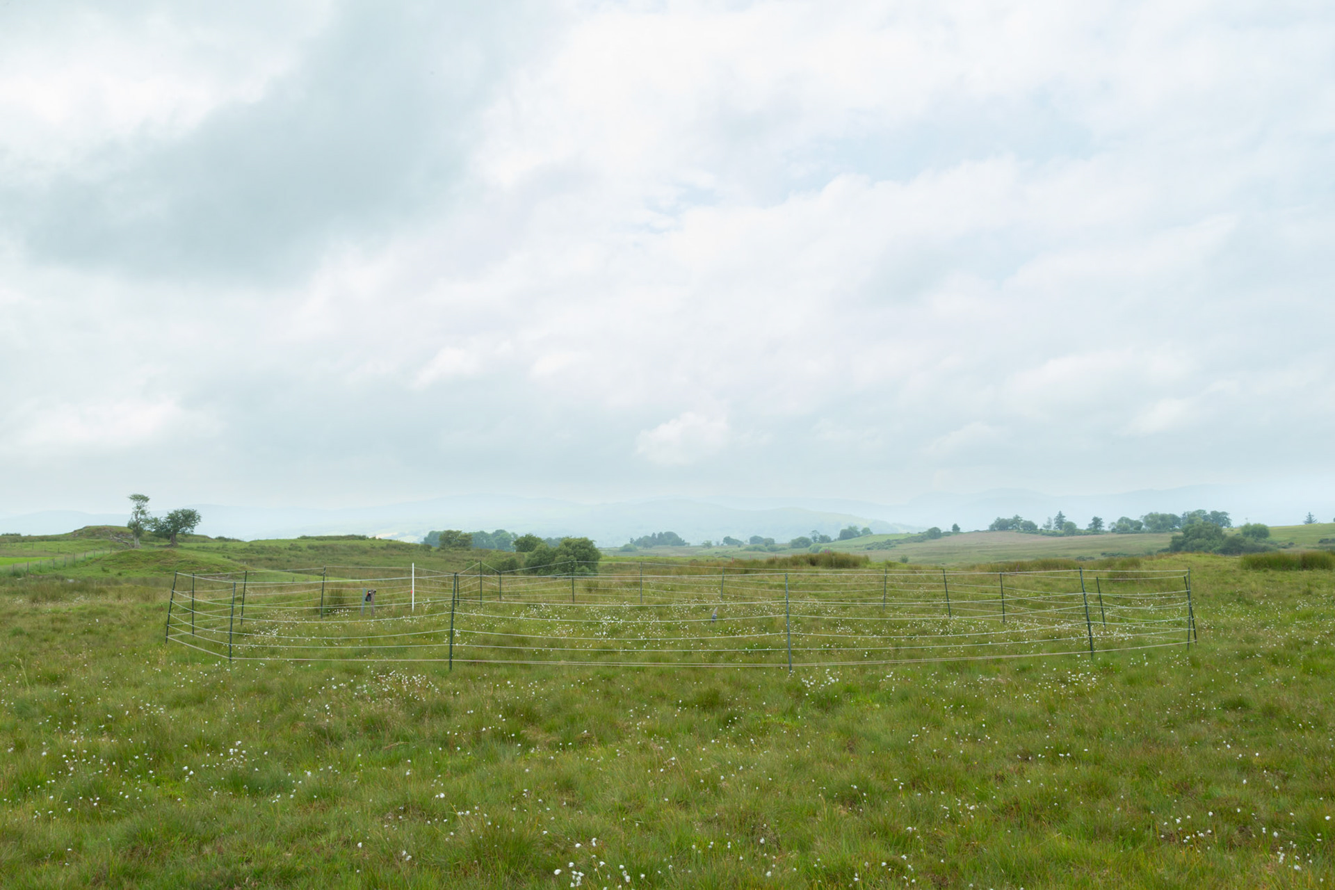 Curlew nest P 5, taken at ground level, Summer, North Wales, UK.