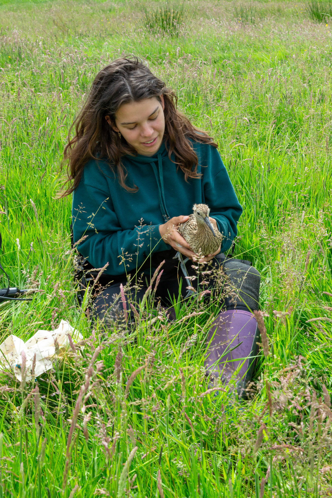 RSPB staff member with Curlew chick (Numenius arquata), checking tag. Summer, North Wales, UK.