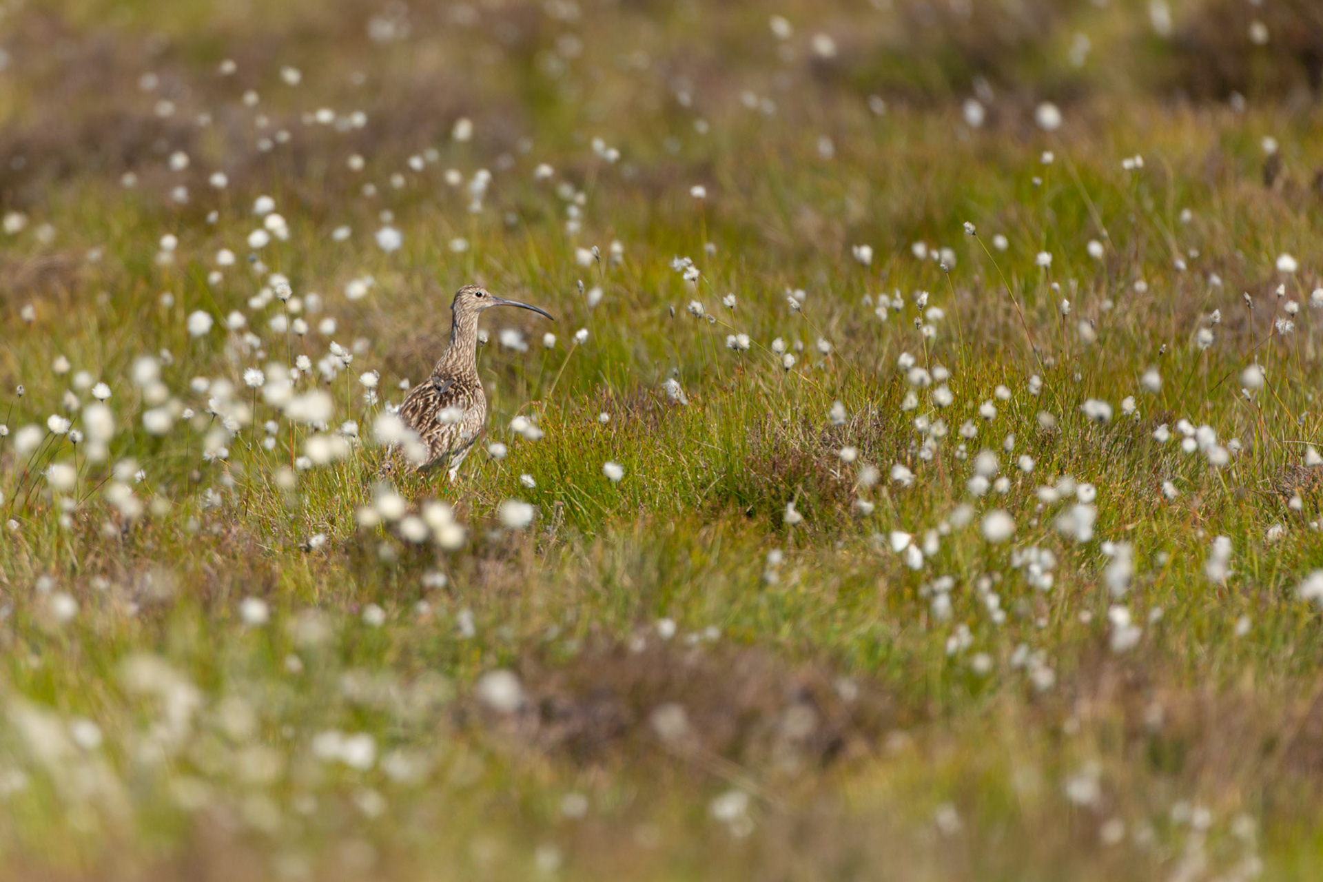Curlew, adult, Numenius arquata, tagged, standing in cotton grass. Spring, North Wales, UK.