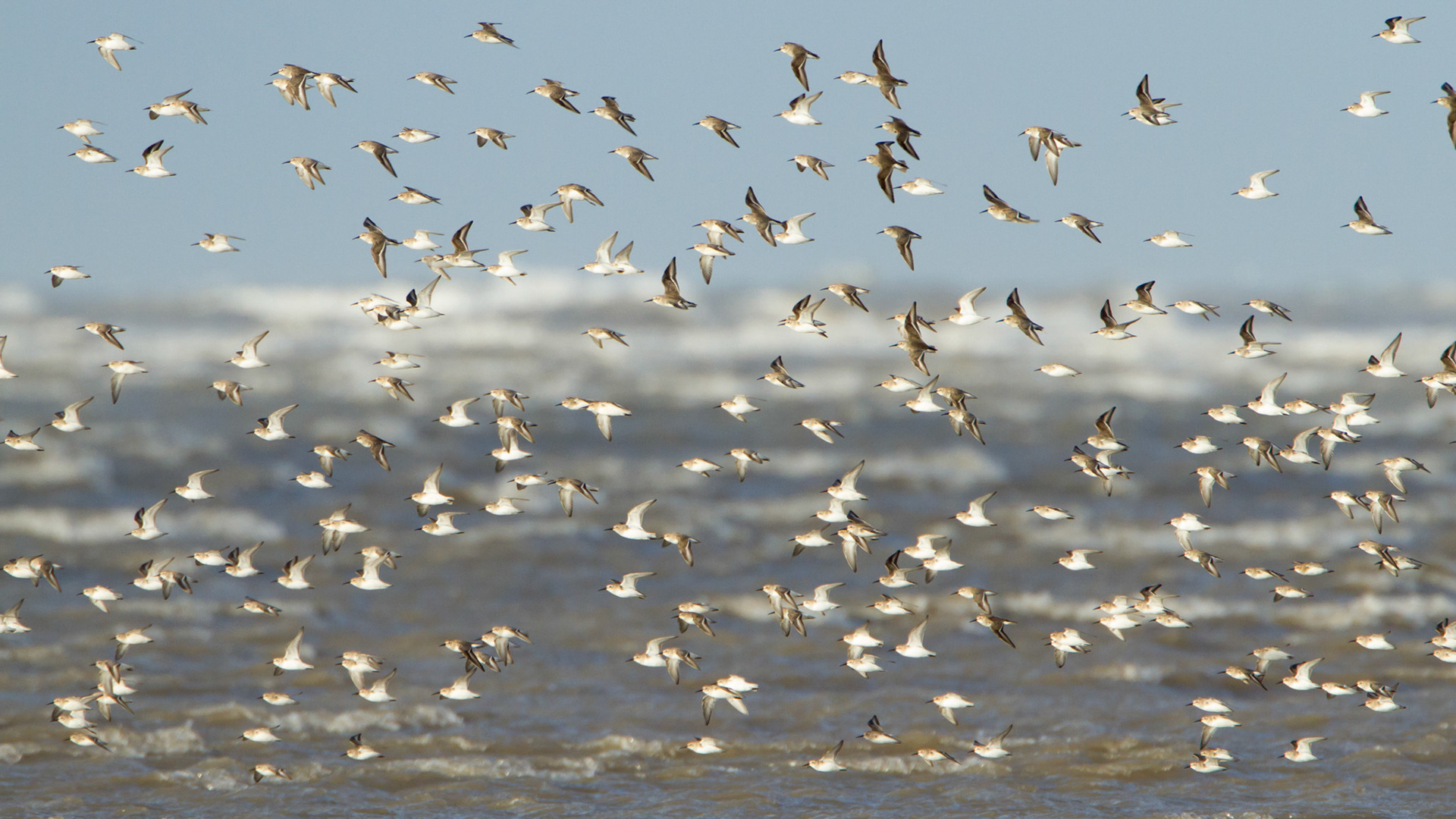Knots, Calidris canutus, adults, flock, in flight over rough sea. winter, Dee Estary, England, UK