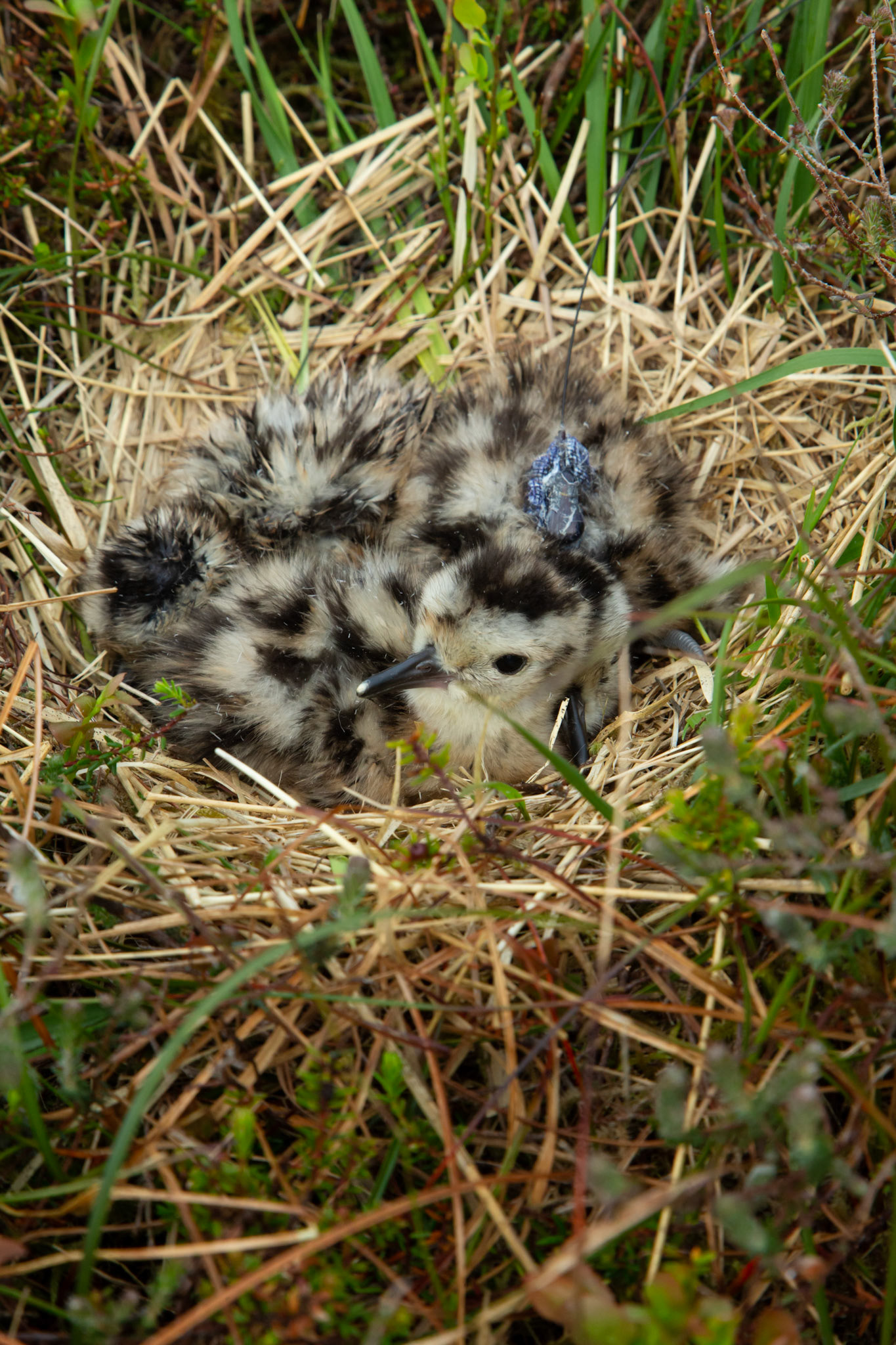 Curlew chicks Numenius arquata, at nest, one with radio tag fitted by RSPB staff. Spring, North Wales moors, Wales, UK.