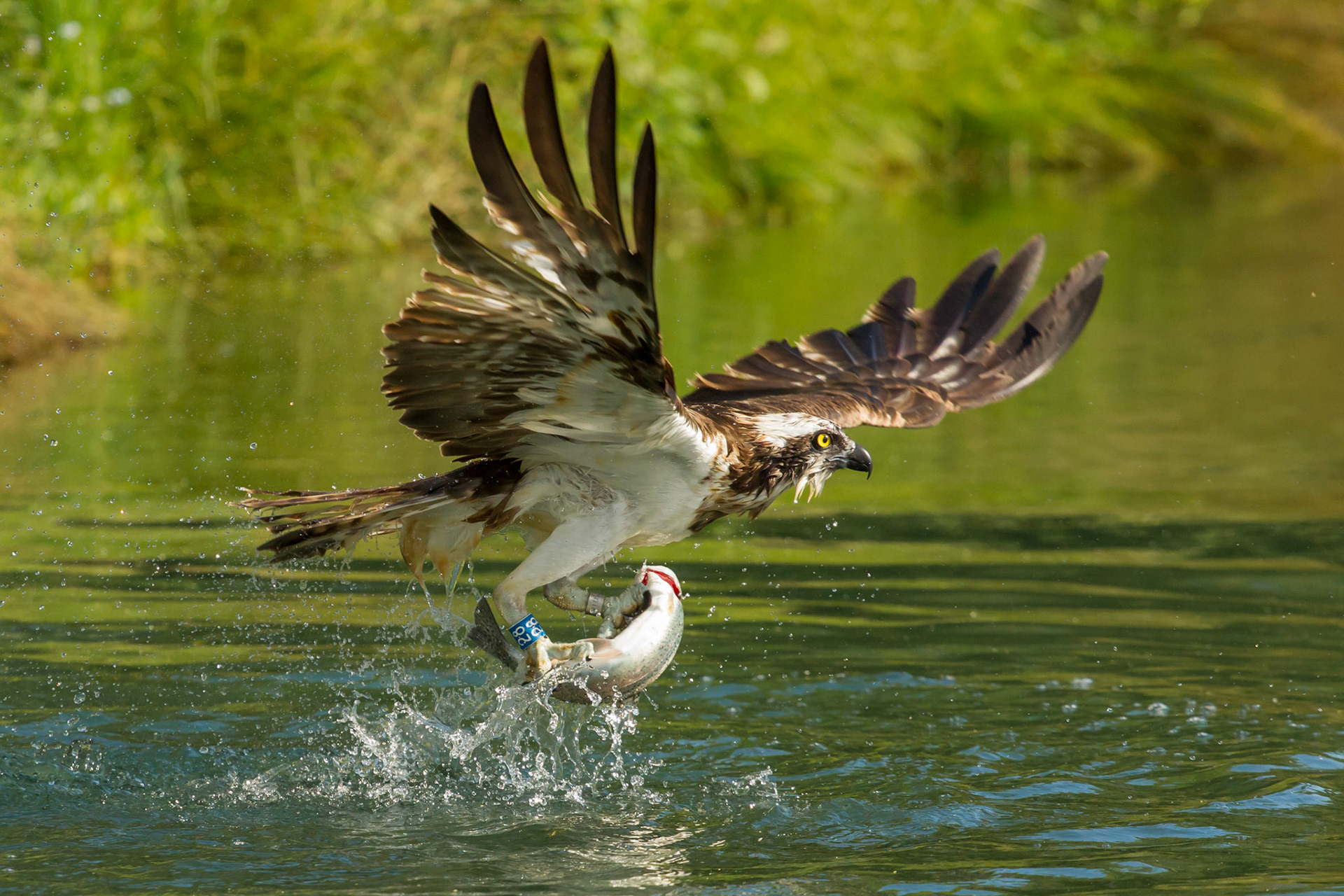 Osprey, Pandion Haliaetus, adult, fishing, summer, Rutland, England, UK