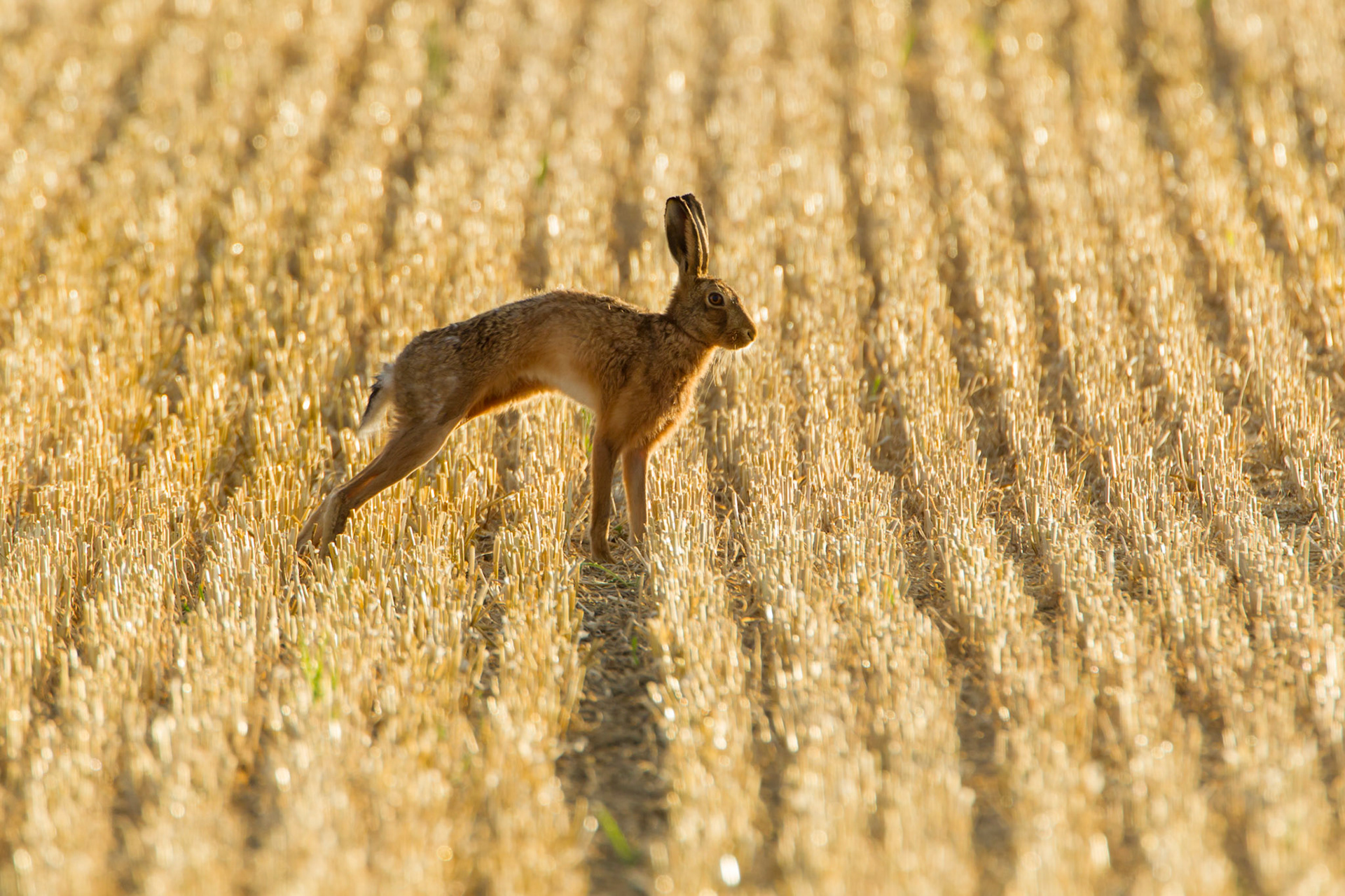 Brown Hare, Lepus europaeus, adult, stretching in stubble field in golden evening light, Summer, Powys, Wales, UK