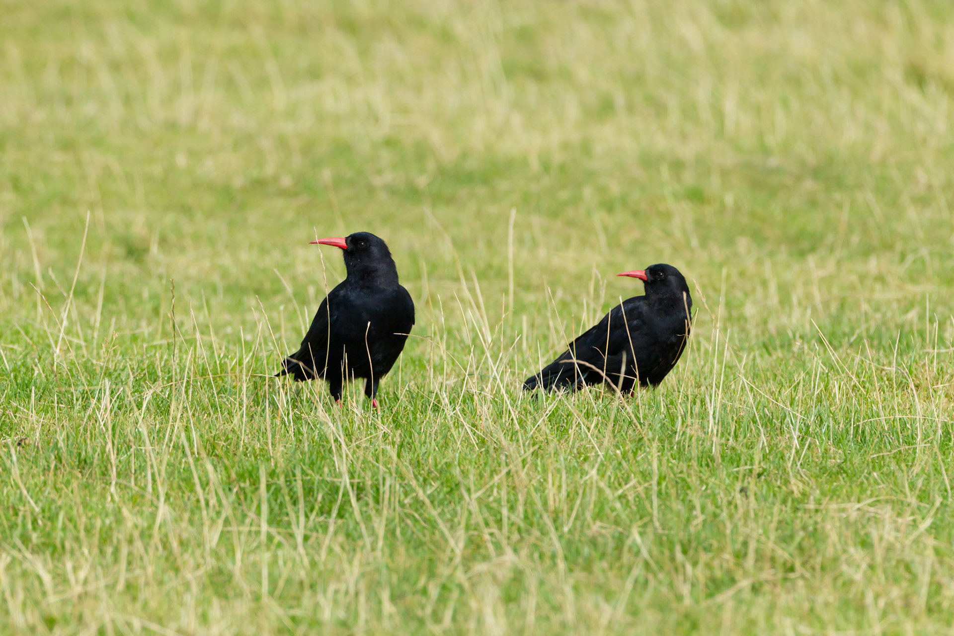Chough, Pyrrhocorax pyrrhocorax, pair of adults, standing in grass field. Summer, South Stack, Anglesey, Wales, UK