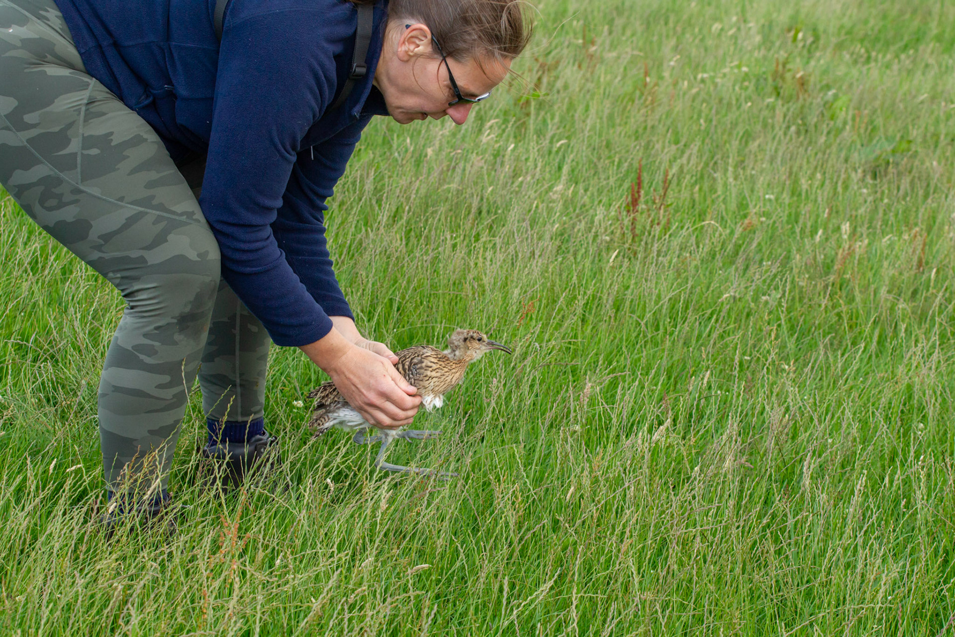 Juvenile Curlew (Numenius arquata)being released in meadow by RSPB staff member. Summer, North Wales, UK.