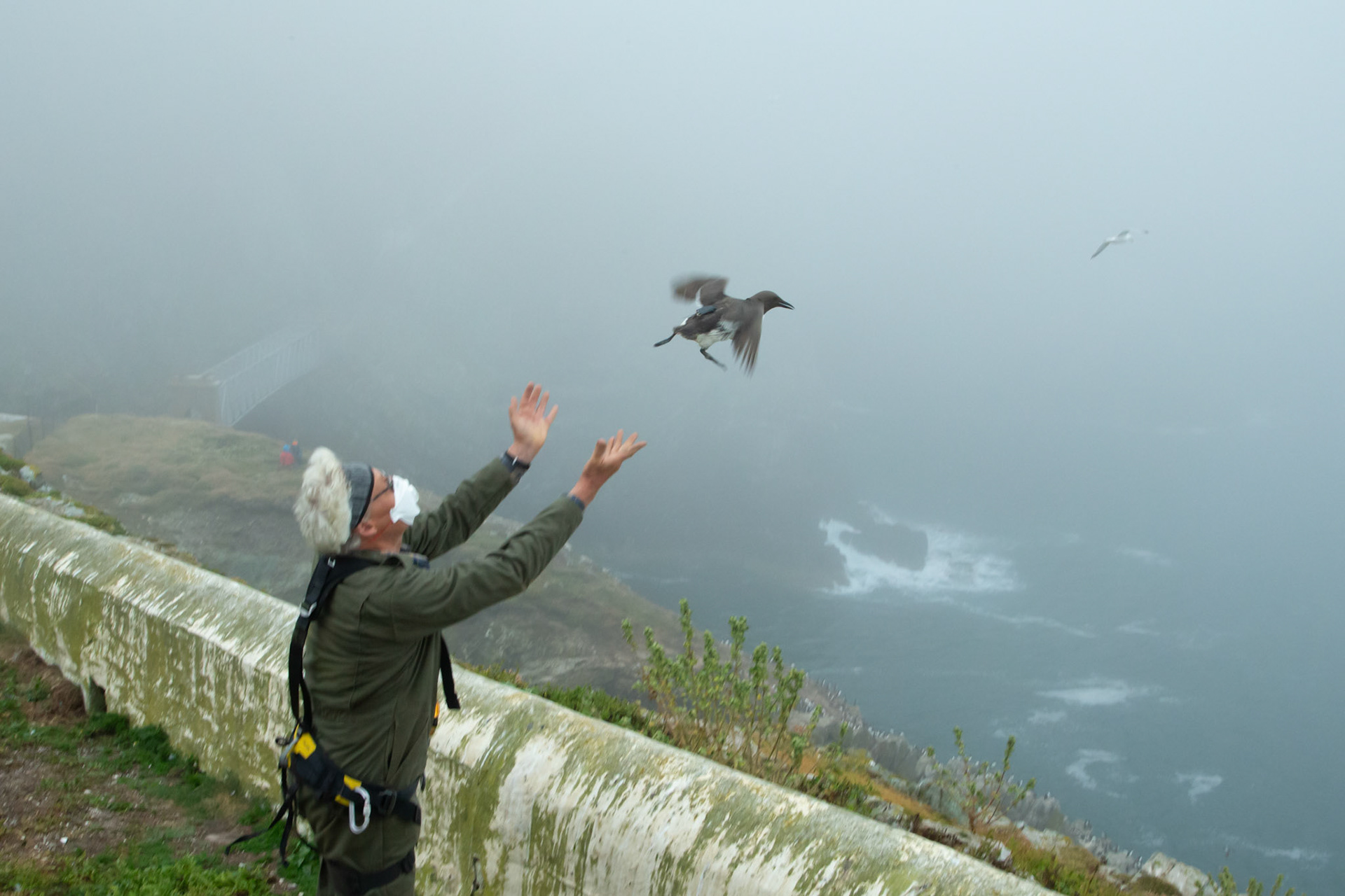 Adult Guillimot, Uria aalge, being released after tagging by RSPB staff member. Summer, RSPB South Stack, Wales, UK.
