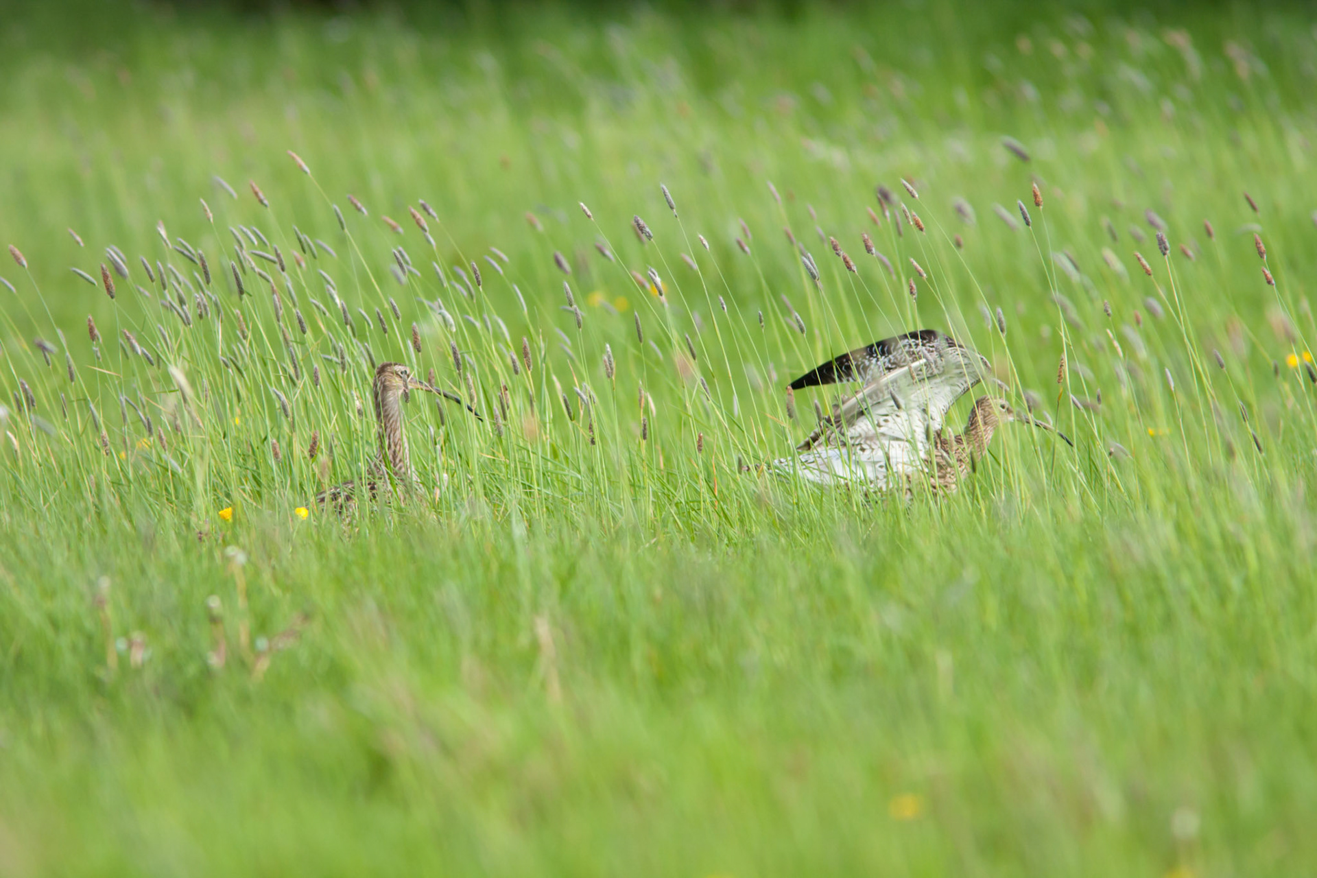 Curlews in long grass.