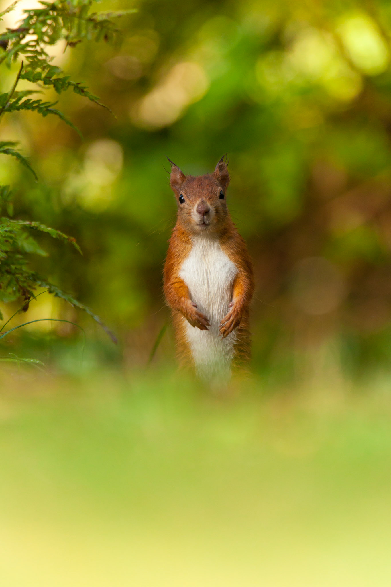 Red Squirrel, Sciurus vulgaris, adult, one, standing in grass. Autumn, Wales, UK.
