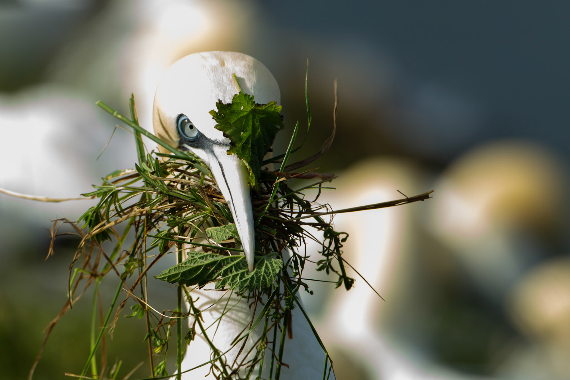 Gannet, Morus bassanus, adult, with nesting material, Summer, RSPB Bempton Cliffs, Yorkshire, England, UK