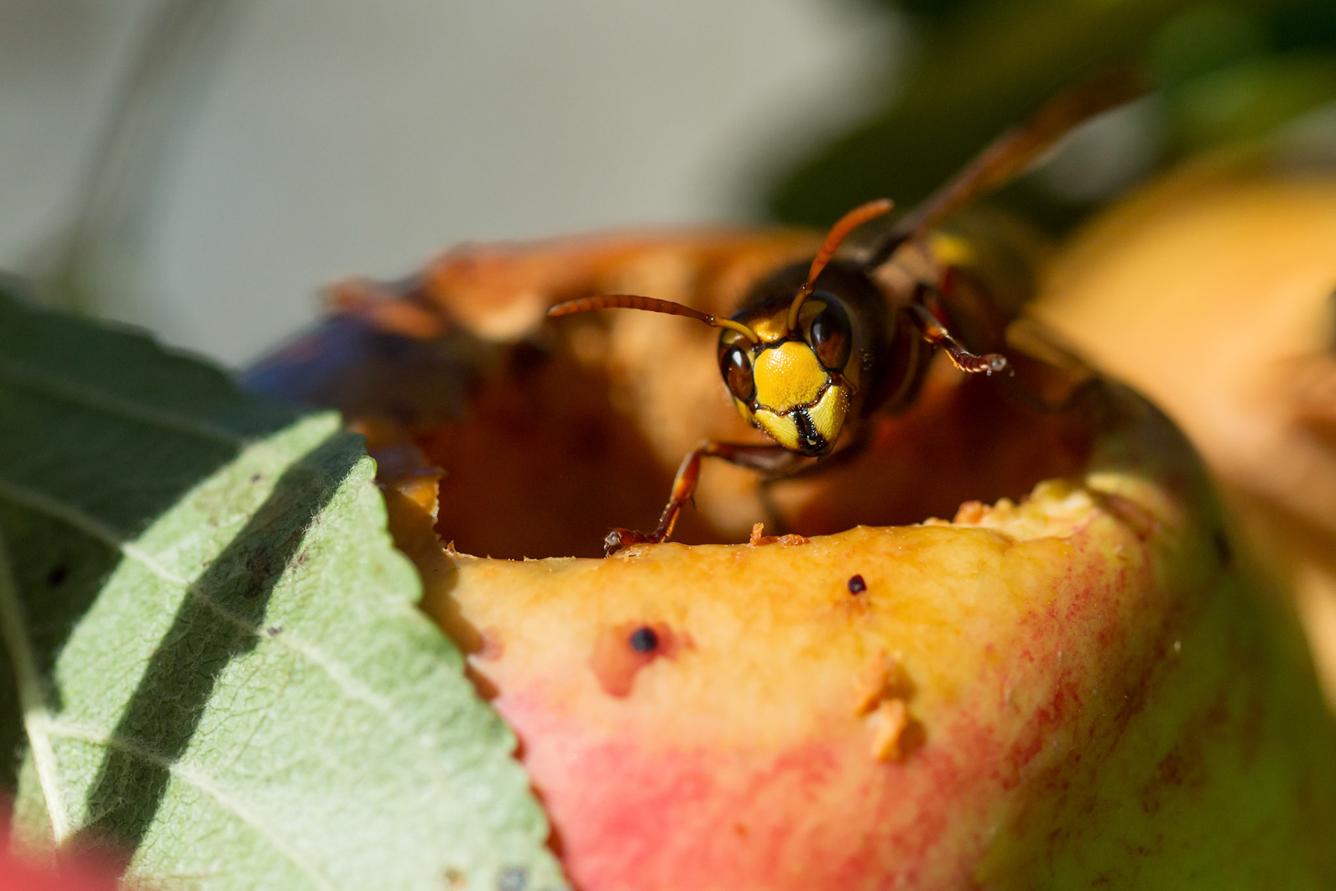 Hornet, Vespa crabro, adult, in close up on apple. Summer, North Wales, UK.