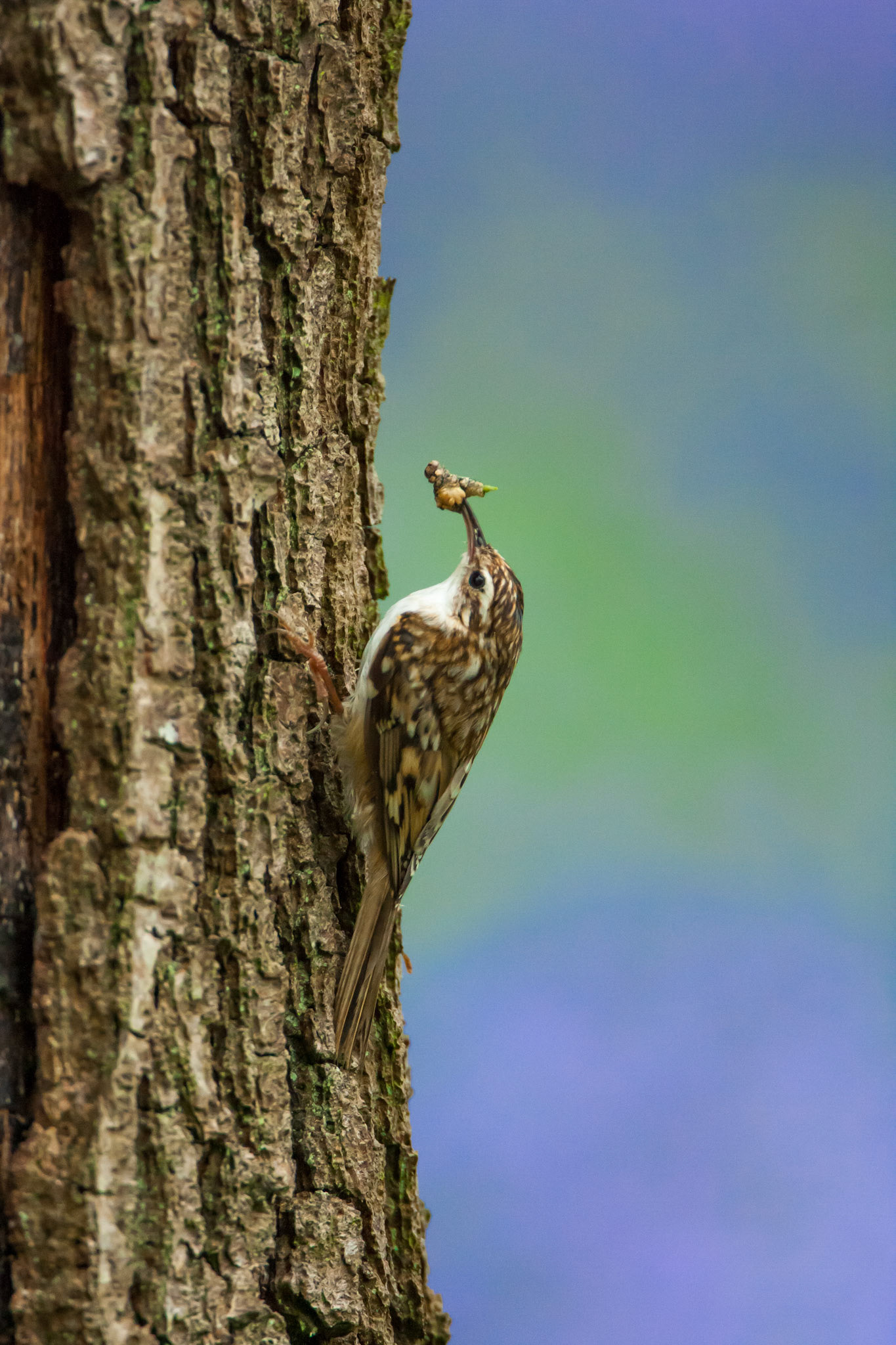 Treecreeper climbing tree with food and bluebells in background,May, Powys, Wales.