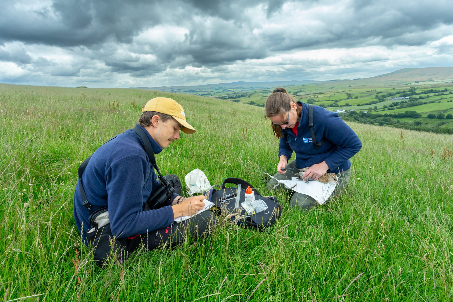 RSPB staff member measuring tagged juvenile Curlew chick and recording information. Numenius arquata, With farmland in background, Summer, Wales, UK.