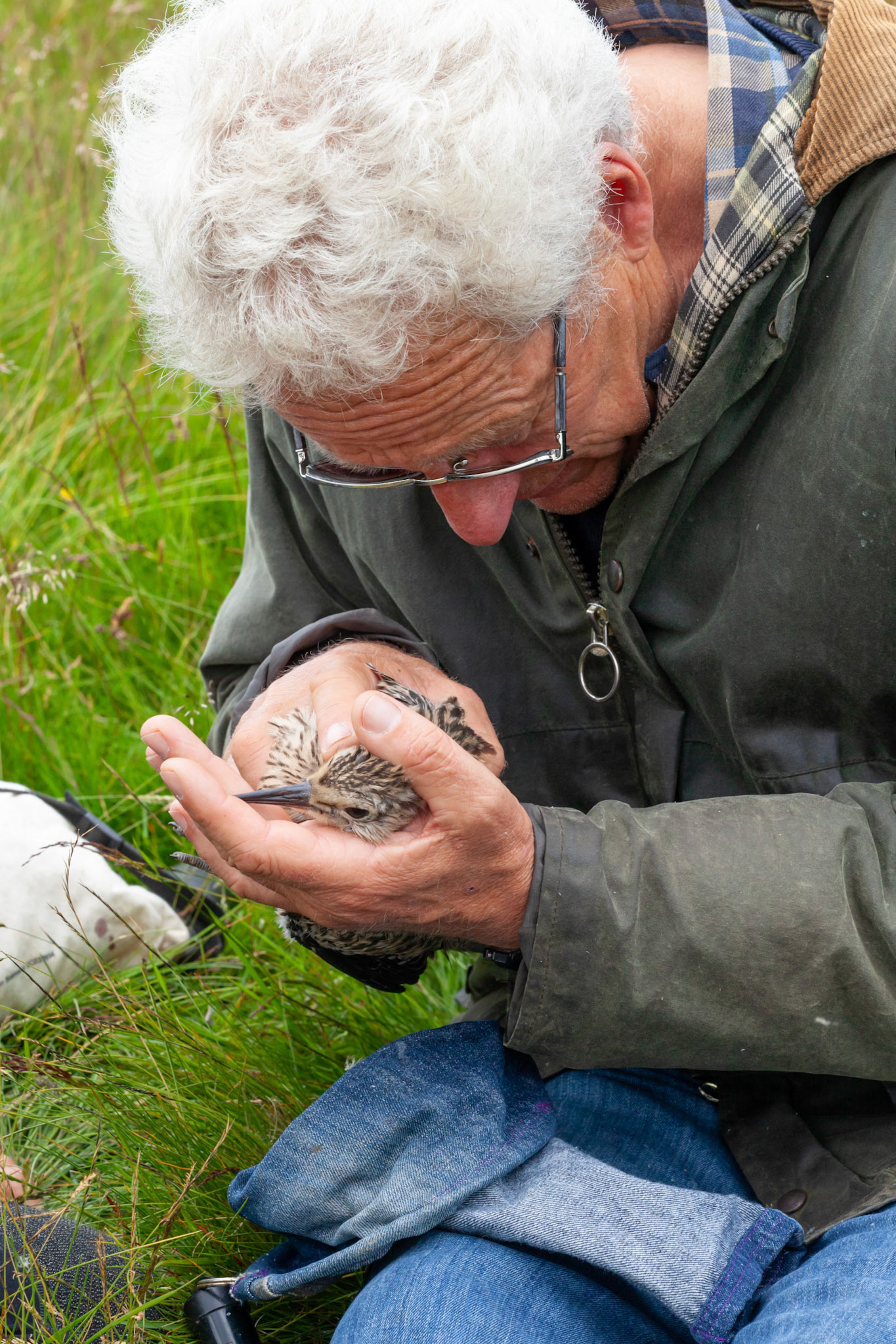 RSPB staff members checking Curlew chick for ticks (Numenius arquata) Summer, North Wales, UK.