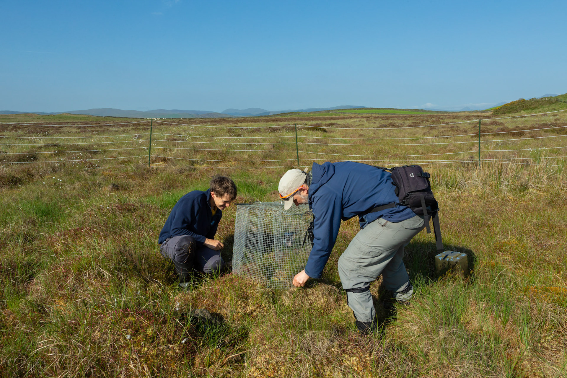 RSPB staff members paparing trap for adult capture at Curlew nest. North Wales moors, Spring, Wales, UK.