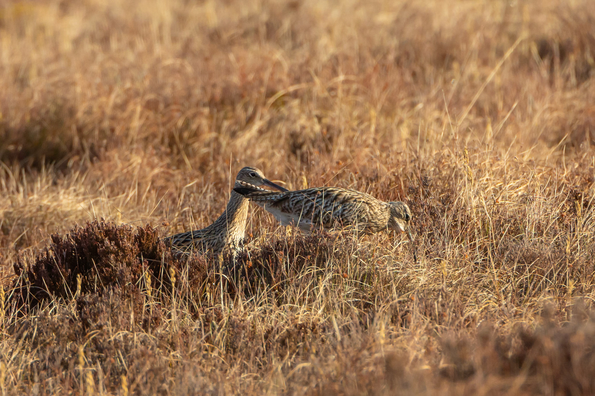 Curlew, Numenius arquata, adult,  pair showing courtship behaviour, in close up, on moor in early morning light. Spring, North Wales, UK.