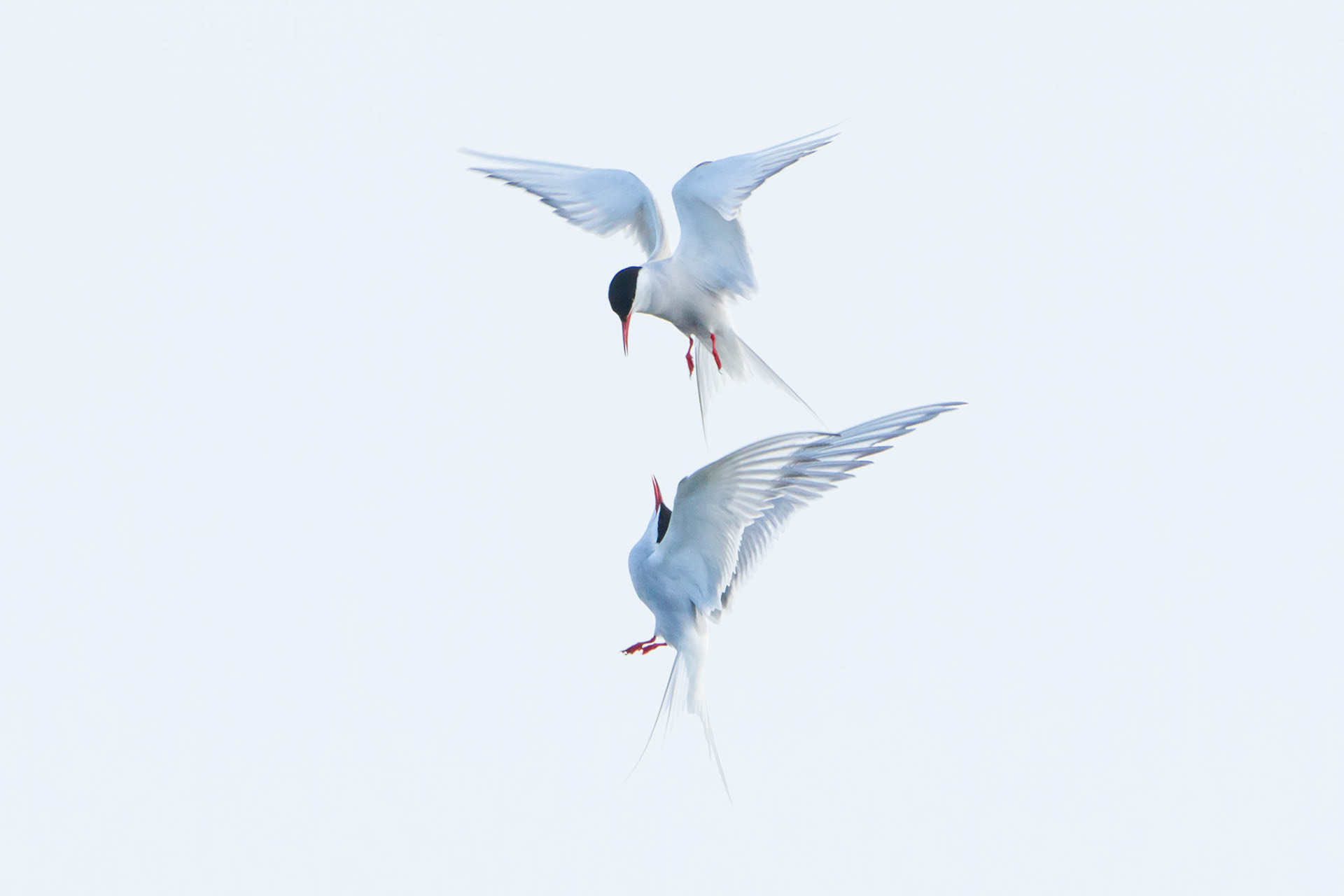 Pair of Common Terns squabbling, in flight, summer, Camaes Bay, Anglesey, Wales, UK