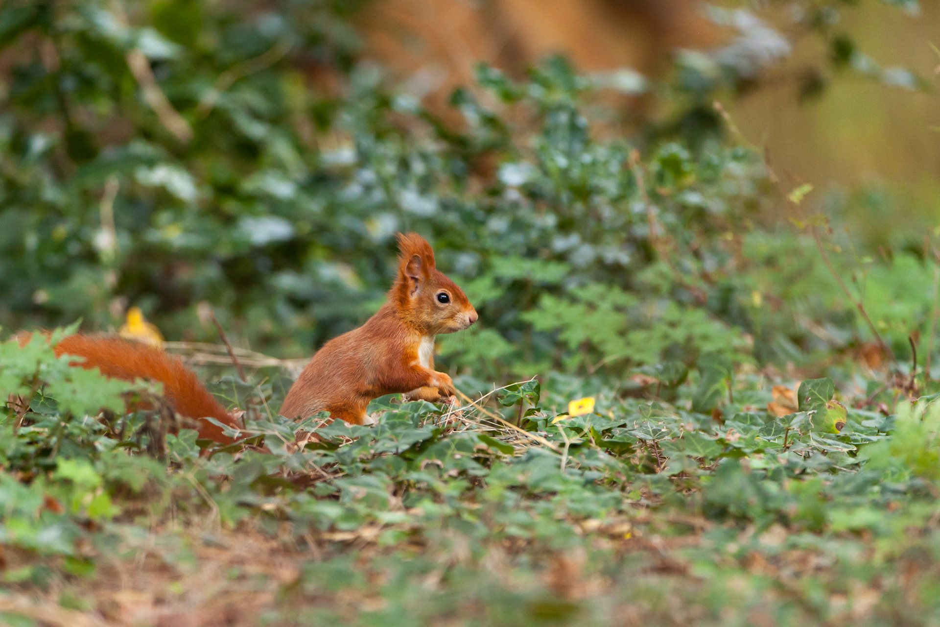 Red Squirrel, Sciurus vulgaris, adult, on ivy on the ground. Autumn, Anglesey, Wales, UK