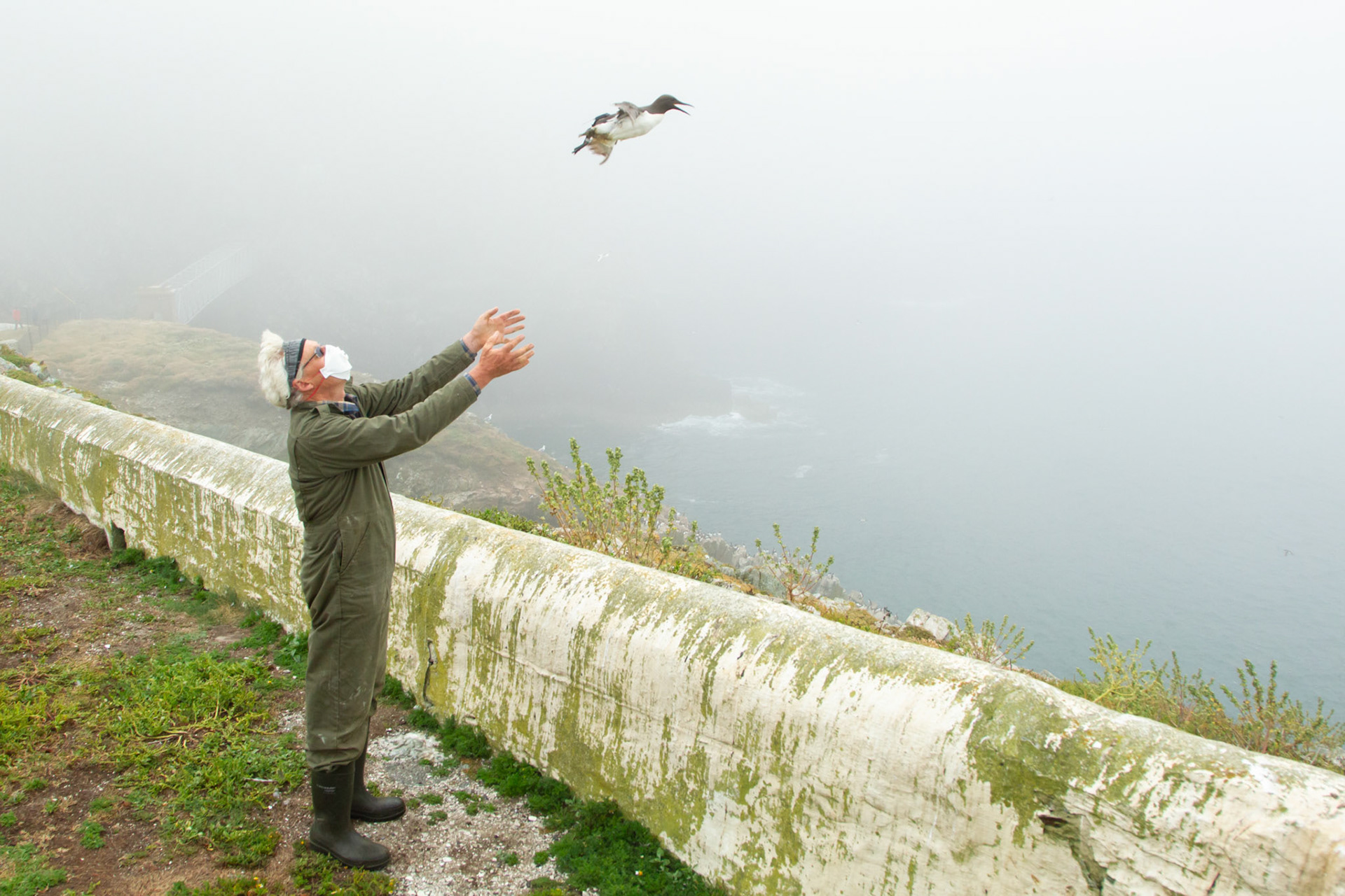 Guillimot being released after tagging by RSPB staff member. Summer, RSPB South Stack, Wales, UK.