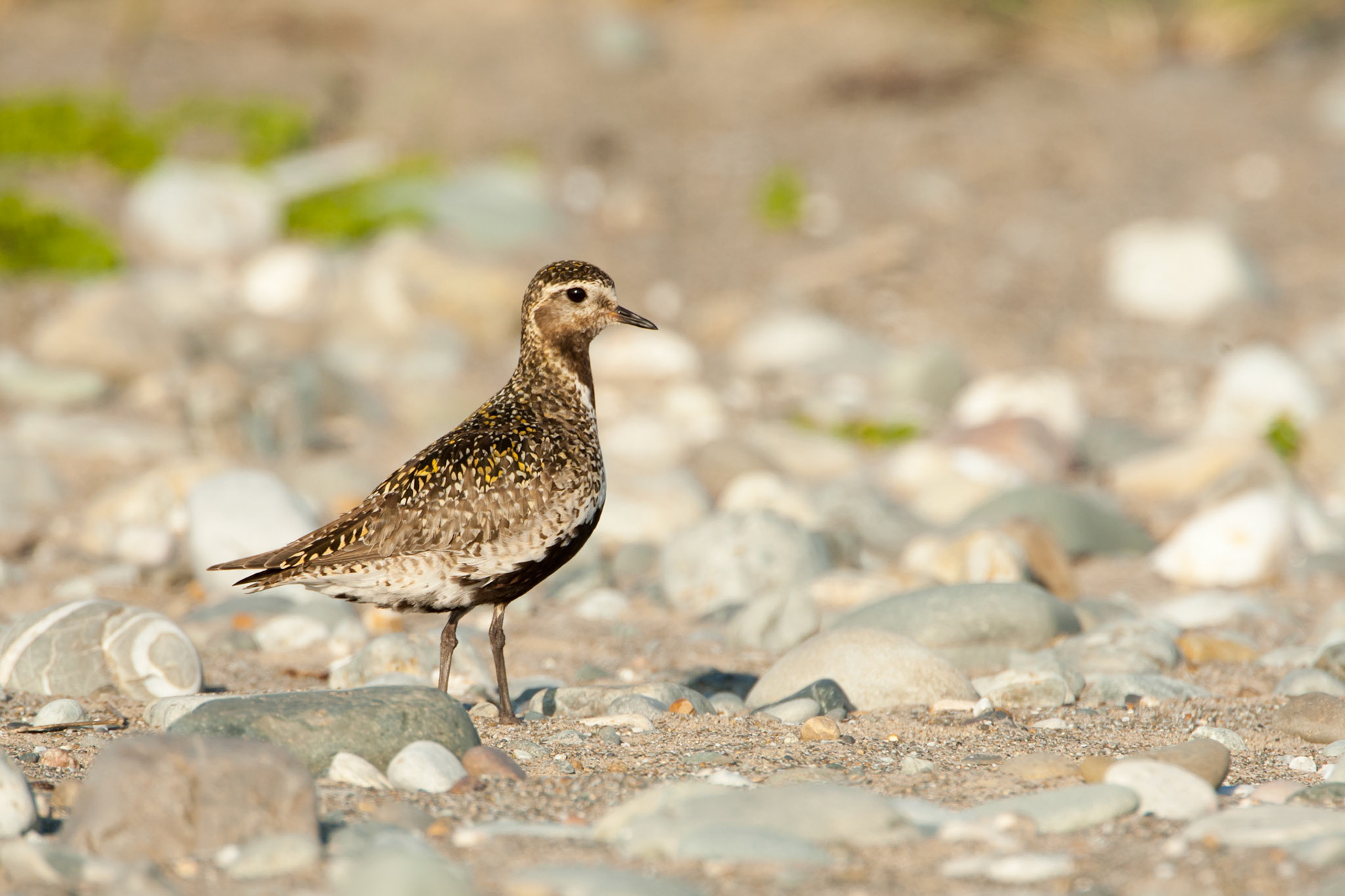 Golden Plover portrait 2
