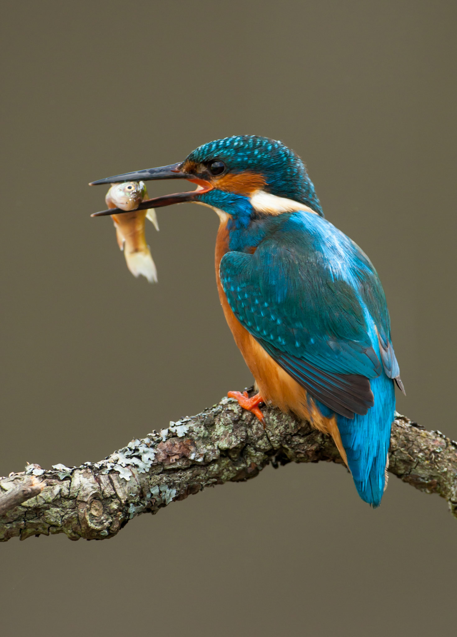 Kingfisher Alcedo atthis,adult male on branch with fish that he has just caught,Worcestershire,June