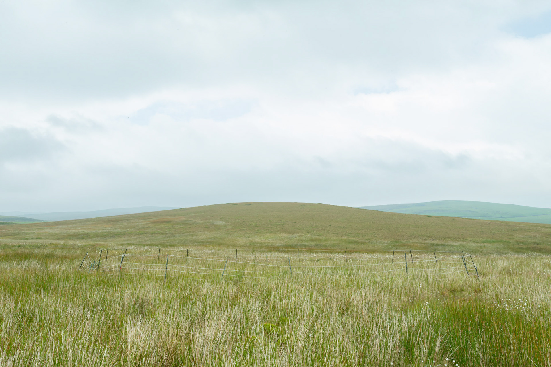 Curlew nest P 11, taken at ground level, Summer, North Wales, UK.