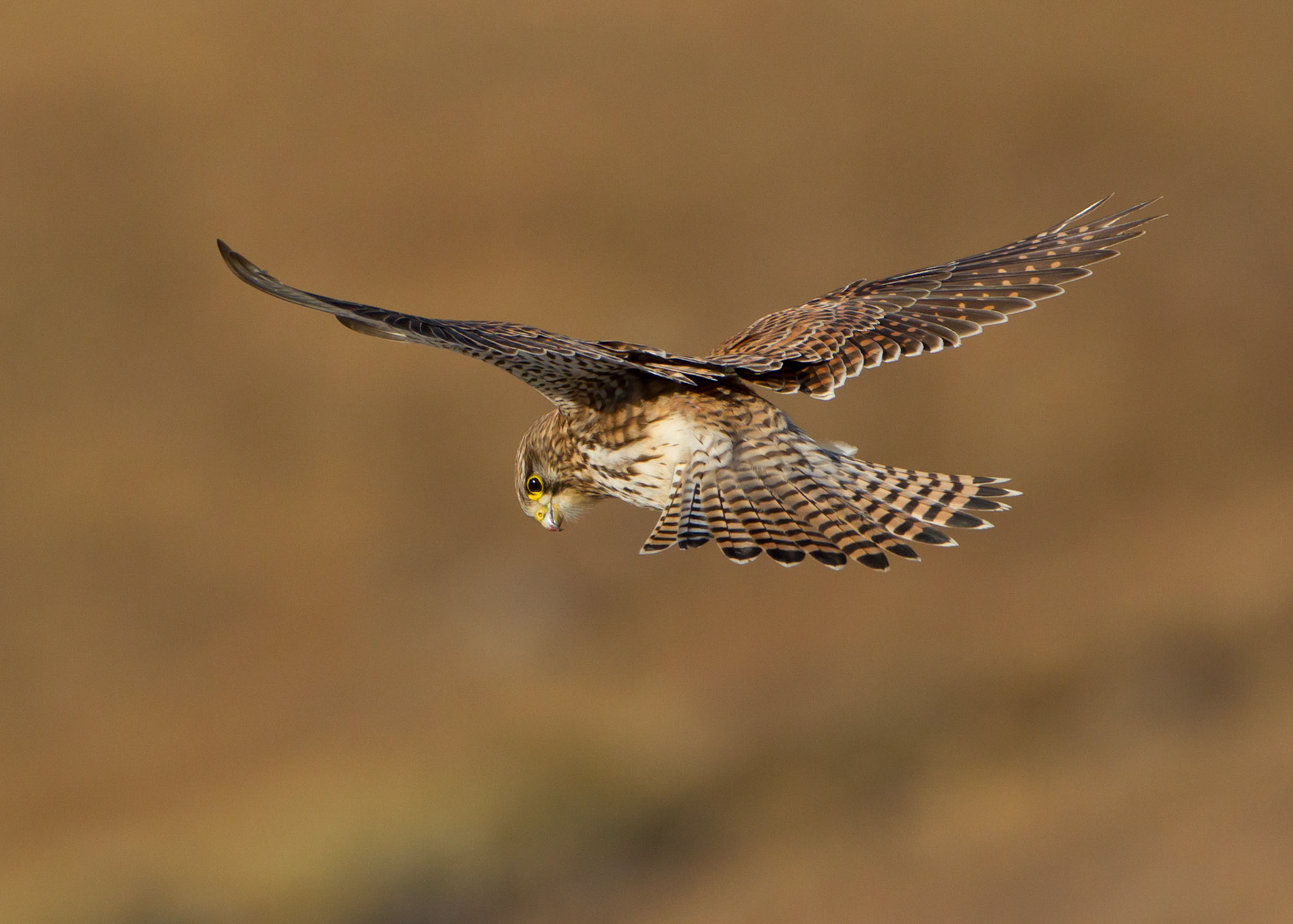 Kestrel hovering whilst shearching for prey,