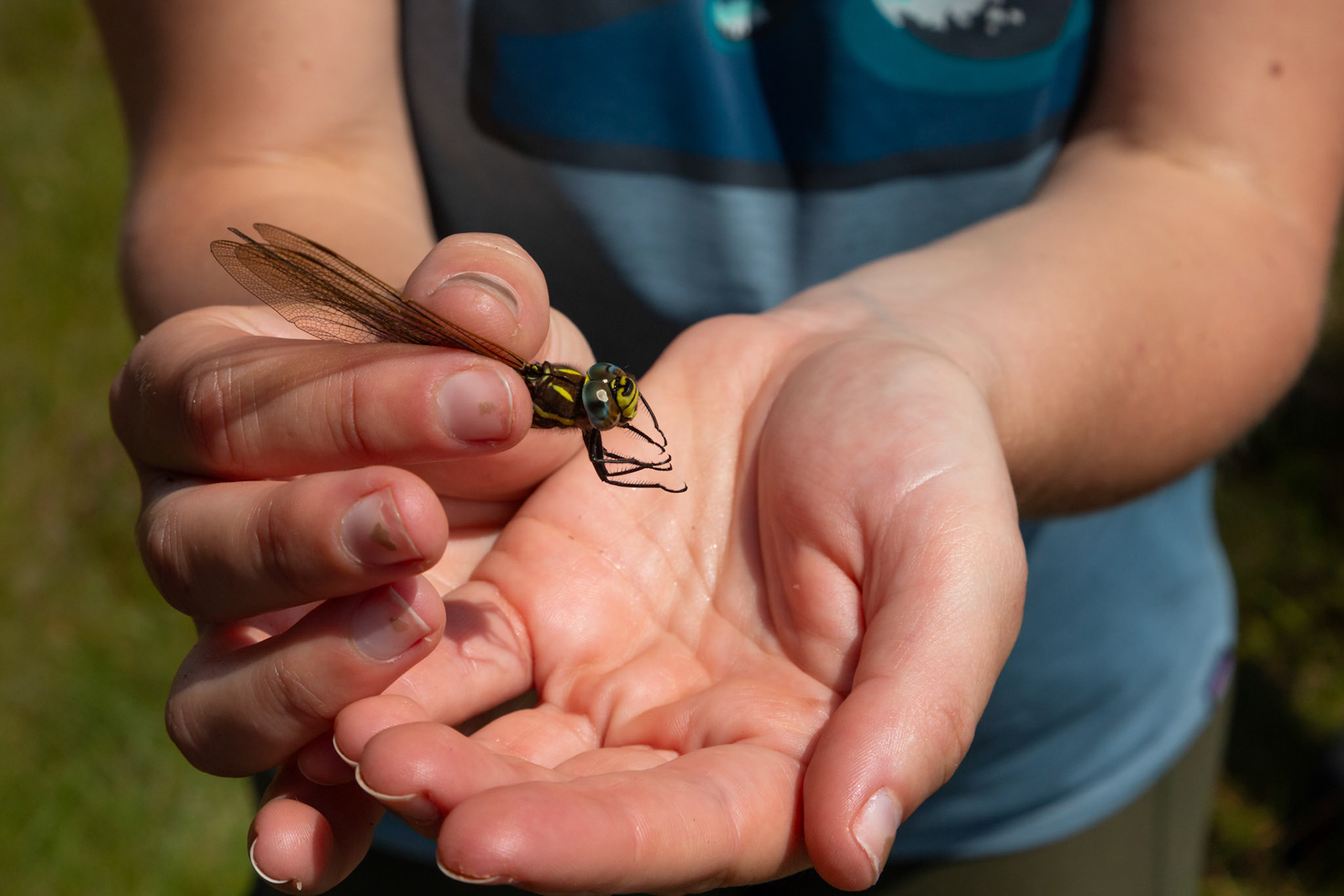 Dragonfly being held by RSPB staff member (close-up). Summer, North Wales, UK,