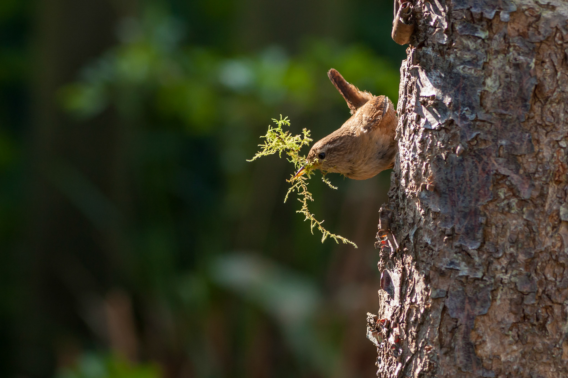 Wren, Troglodytes troglodytes, adult, on tree trunk with nesting material, Spring, Wales,UK